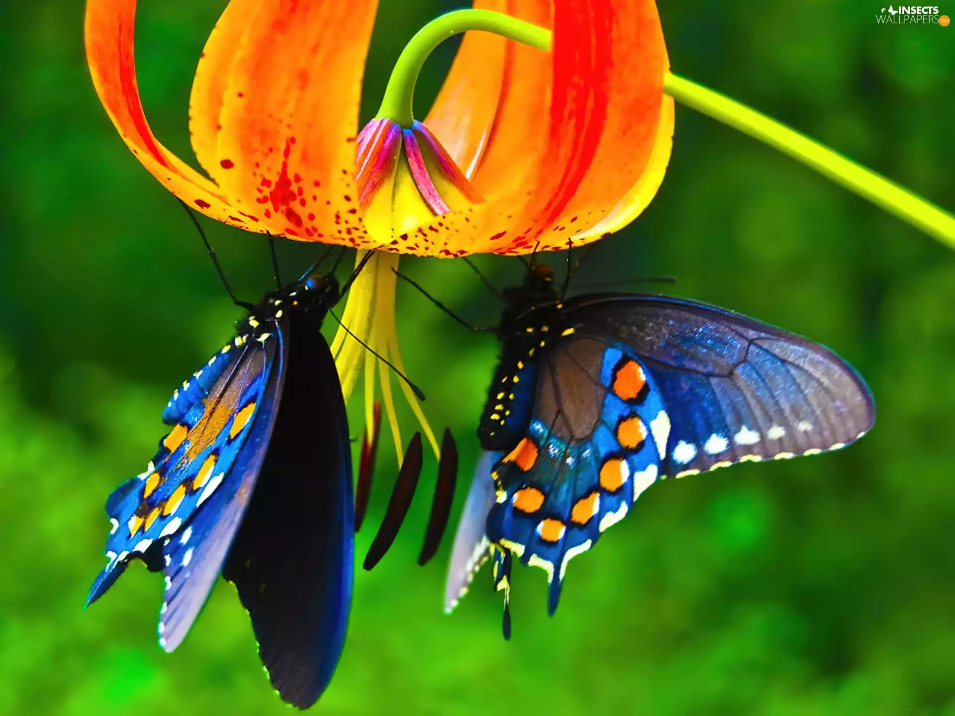 butterflies, Colourfull Flowers