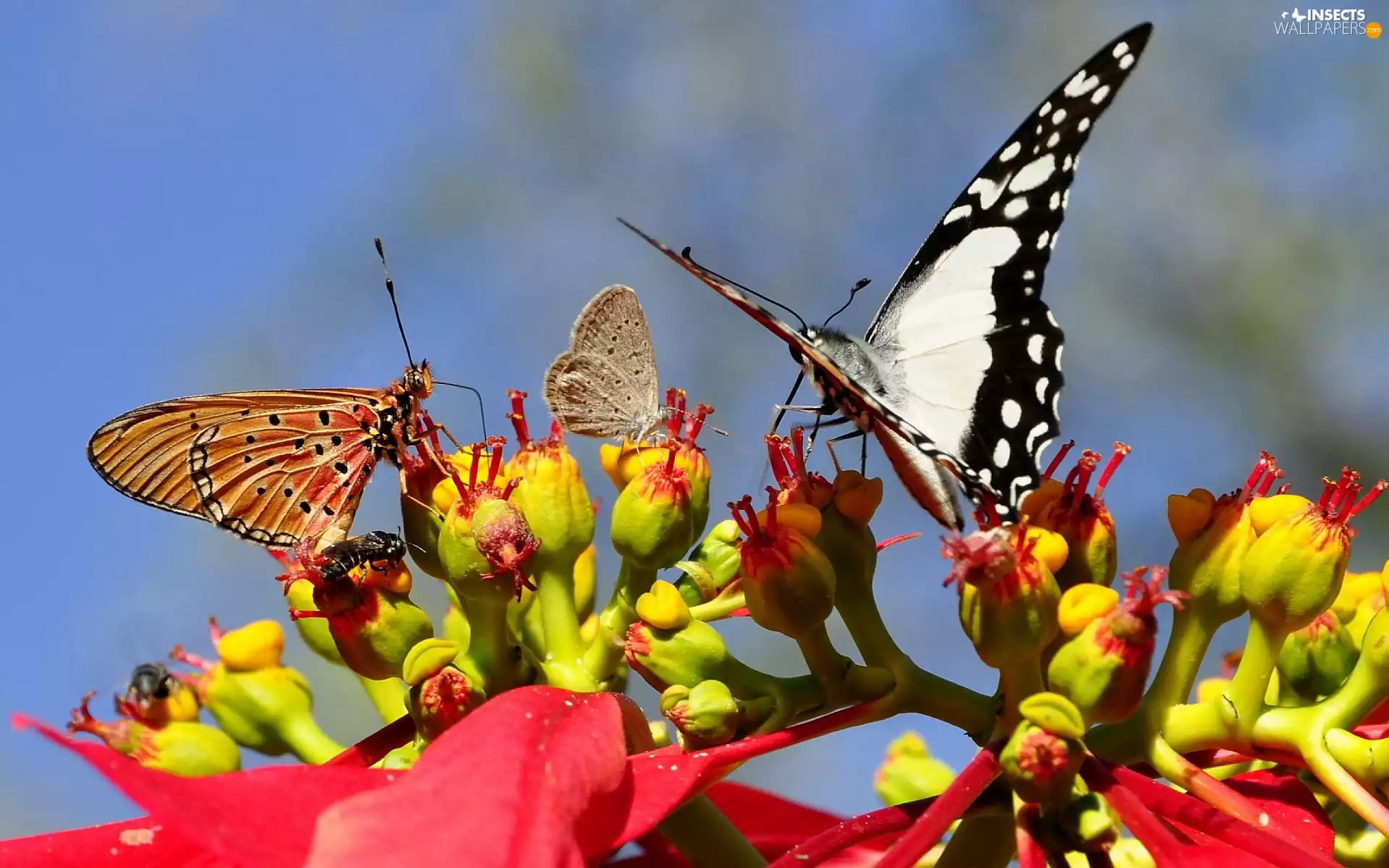 butterflies, Colourfull Flowers
