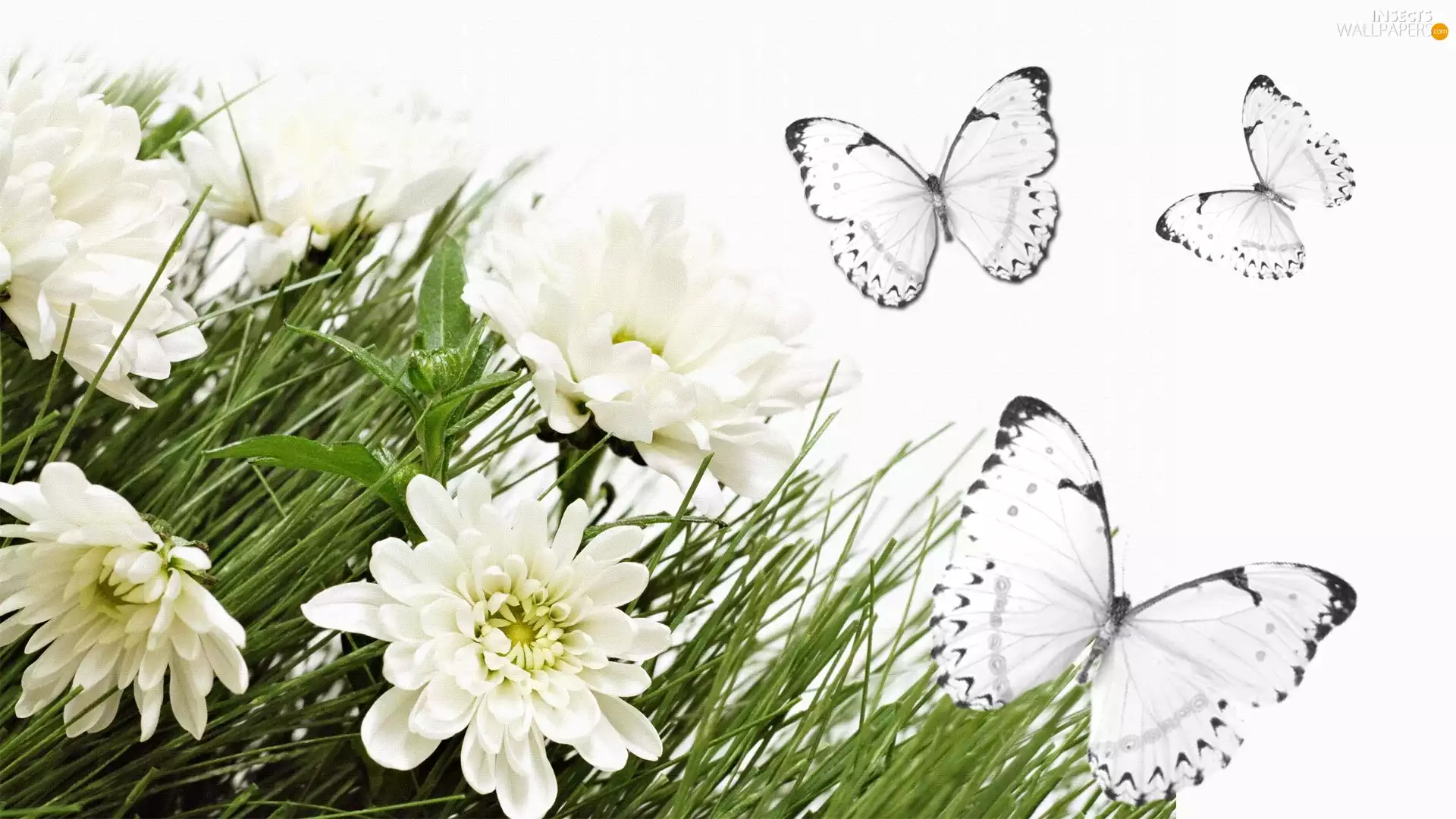 butterflies, White, Flowers