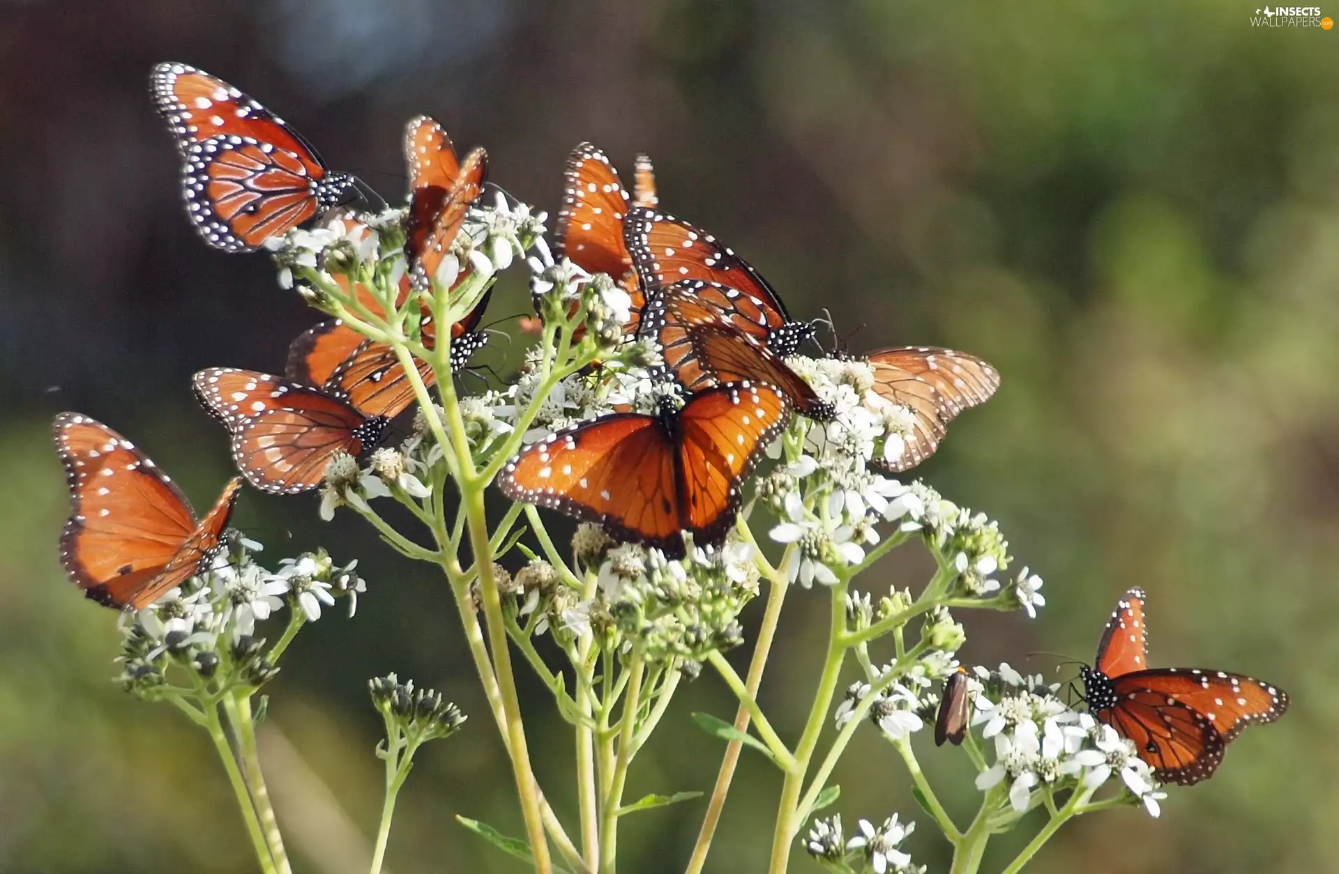 butterflies, White, flowers
