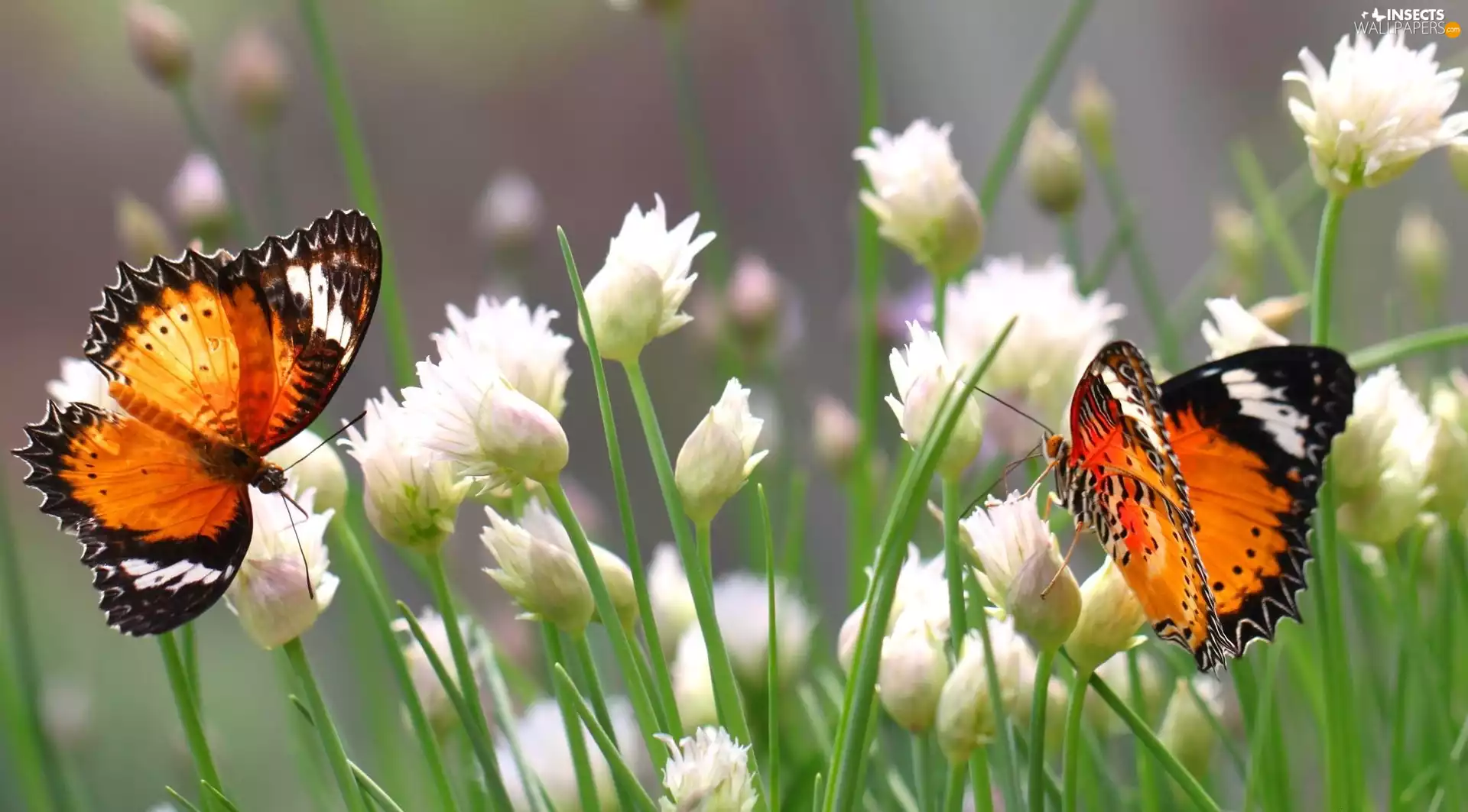 butterflies, White, Flowers