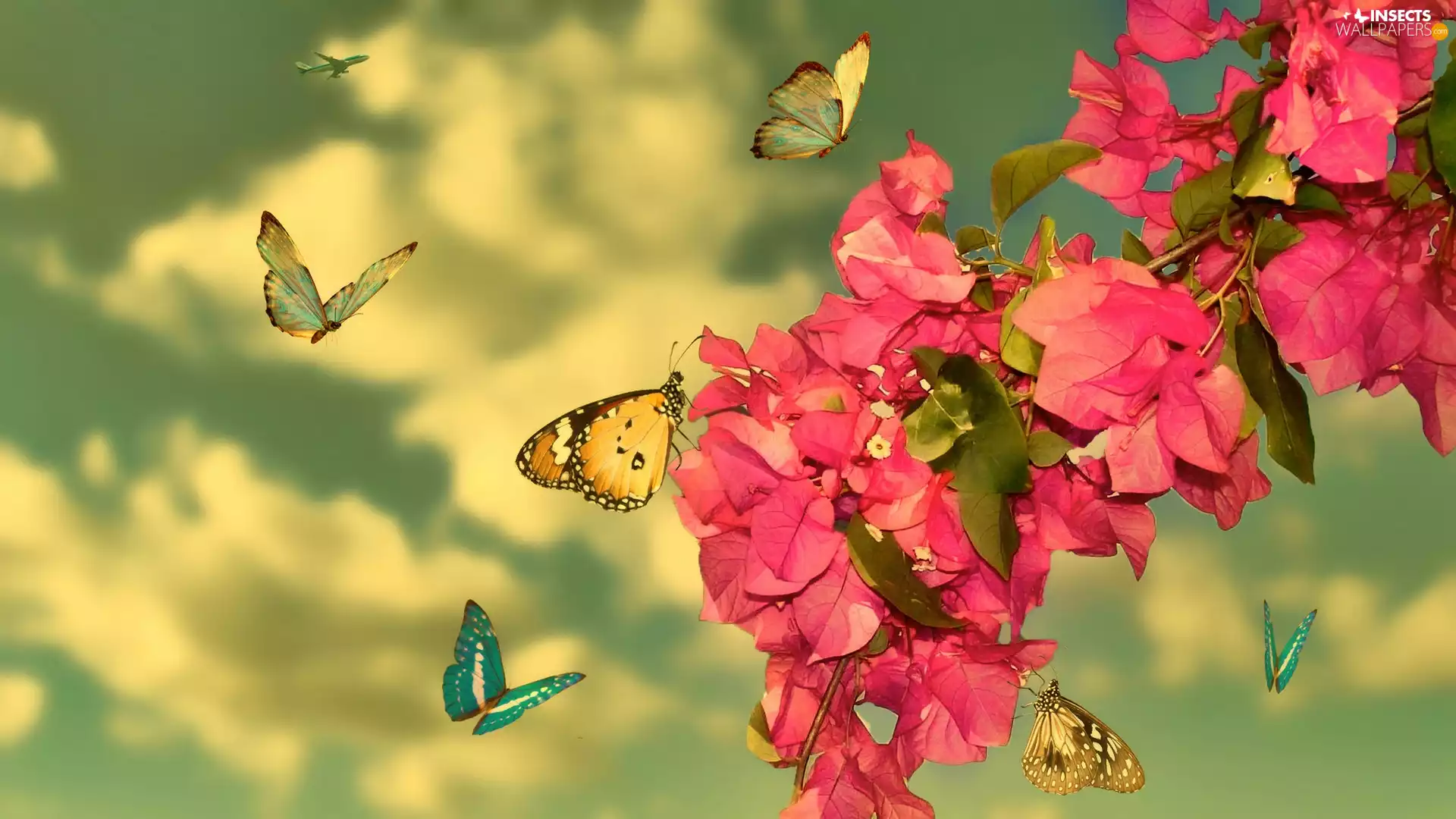 butterflies, Flowers