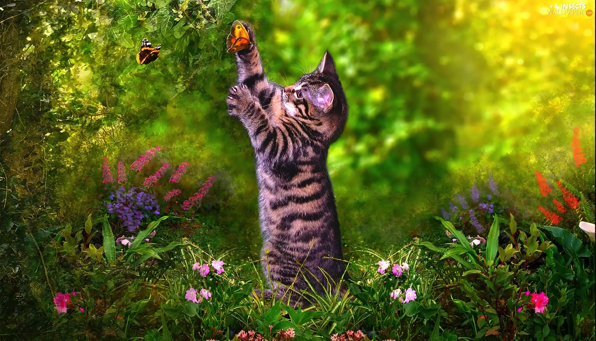 butterflies, small, kitten