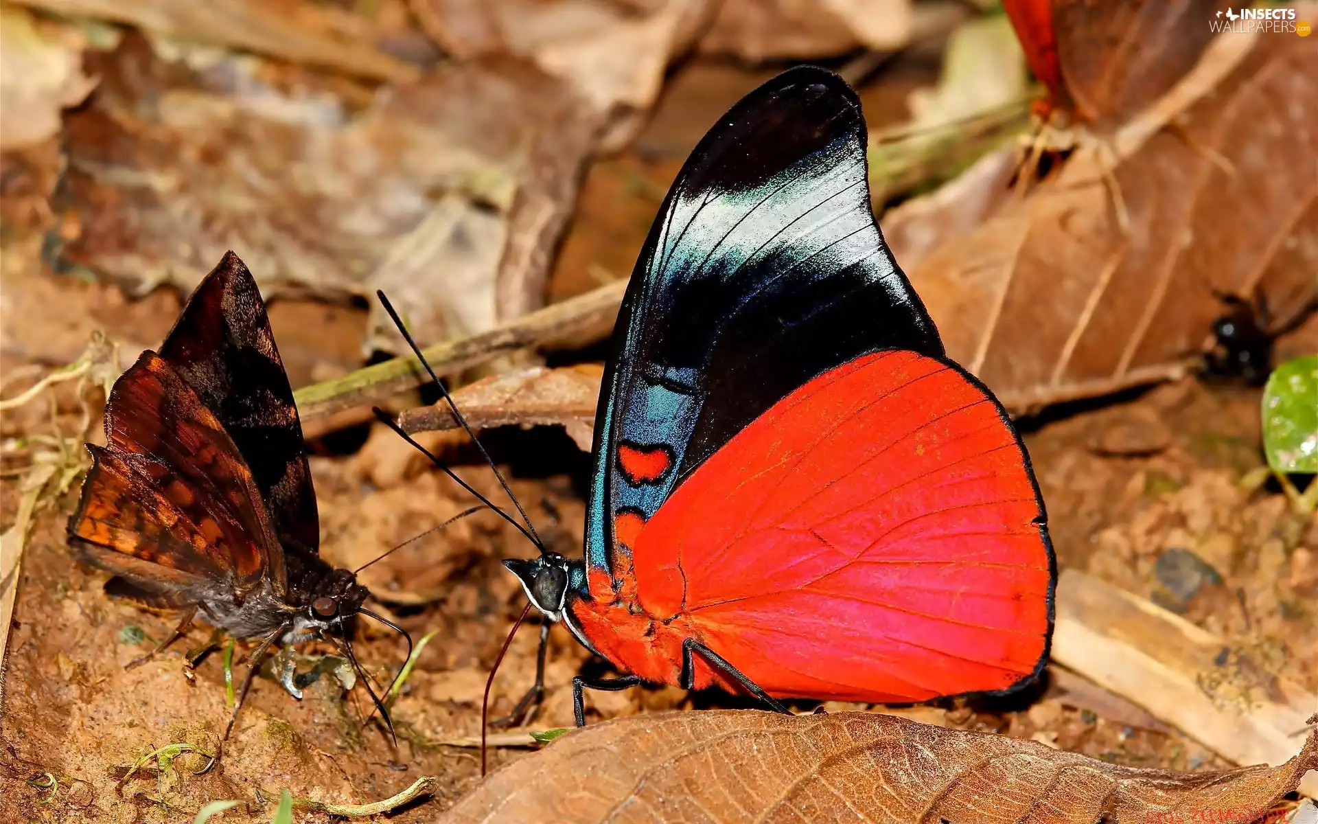 Leaf, Two cars, butterflies