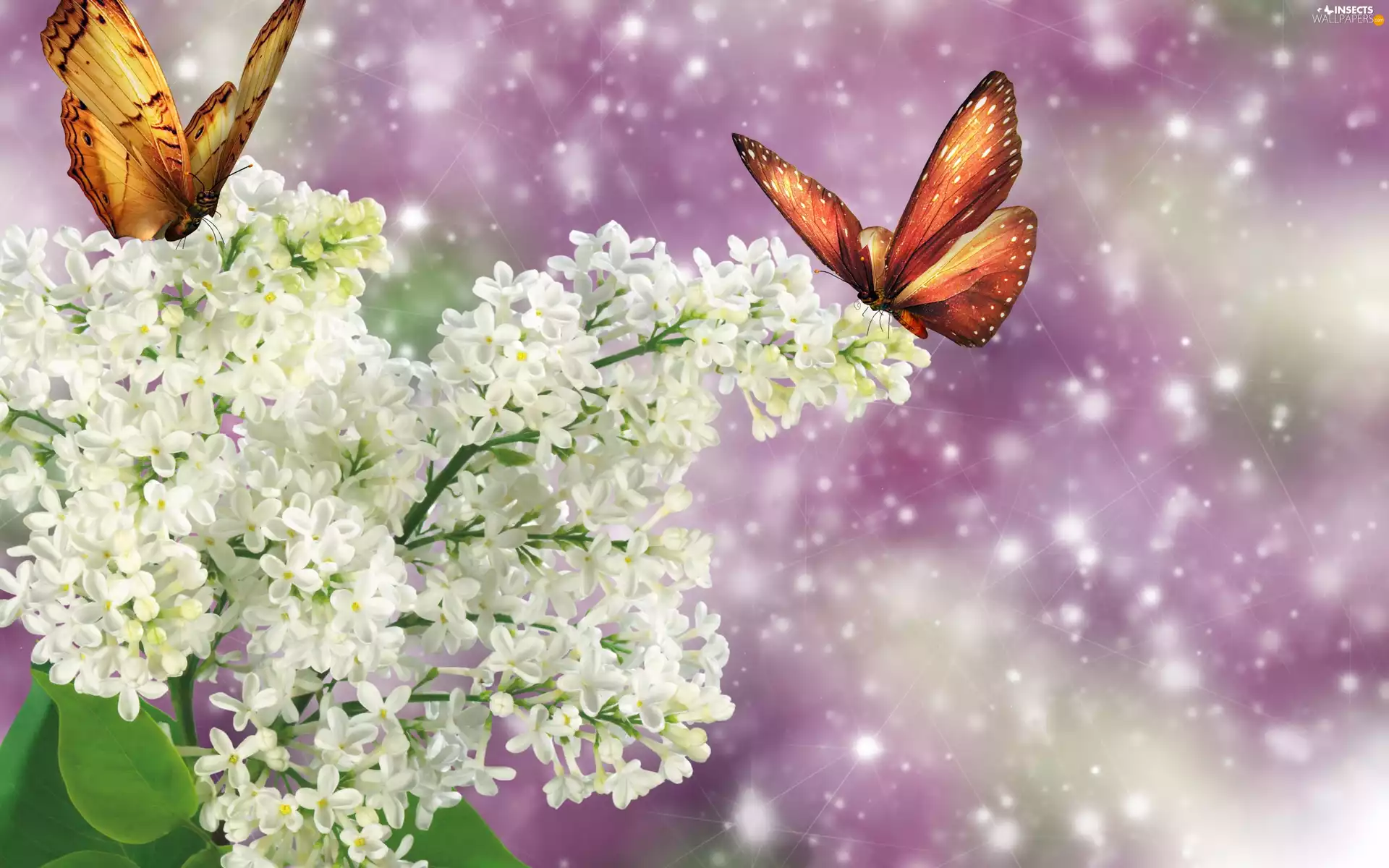 butterflies, White, Lilacs