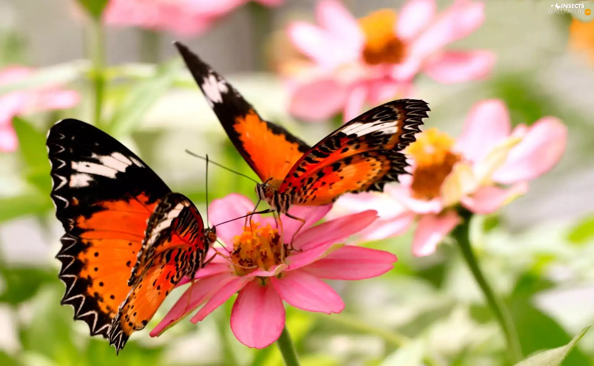 Orange, Pink, Flowers, butterflies