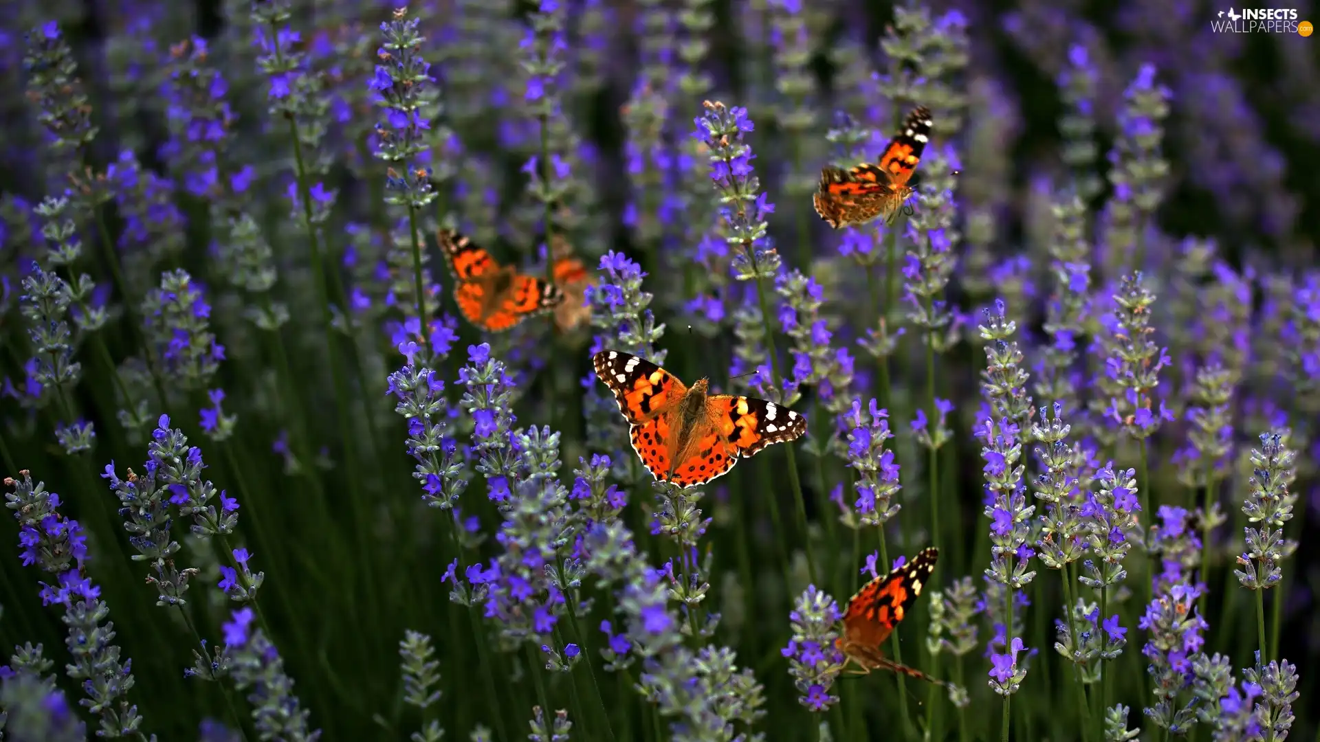 Flowers, butterflies, Painted Lady, lavender