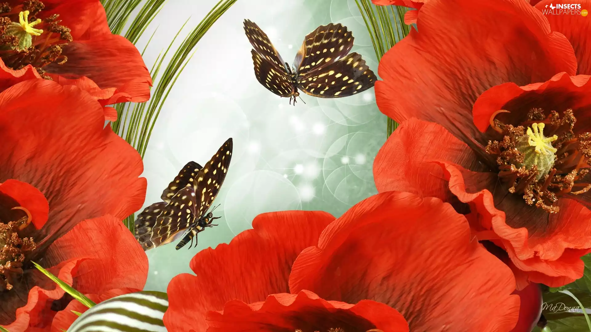 butterflies, Red, papavers
