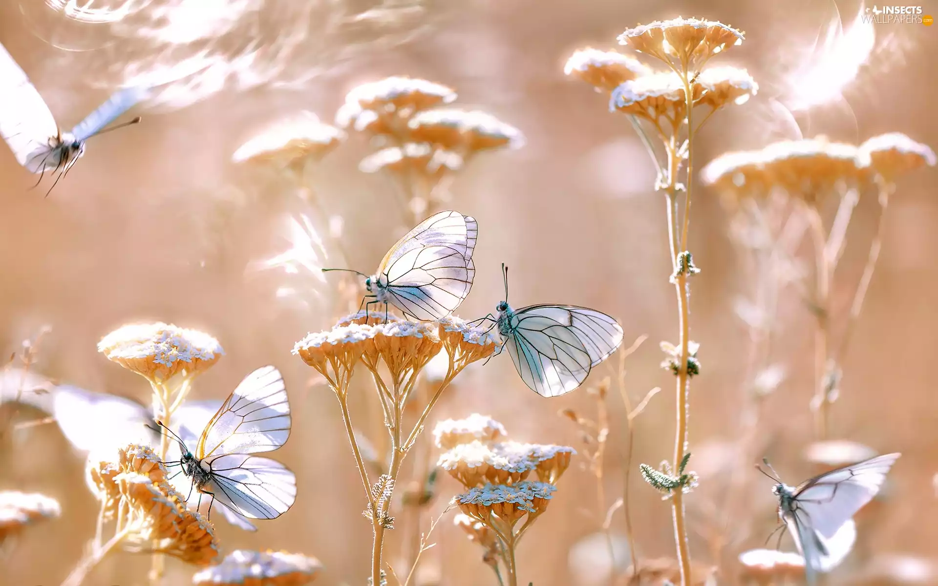 Plants, butterflies, Pereute telthusa, Flowers