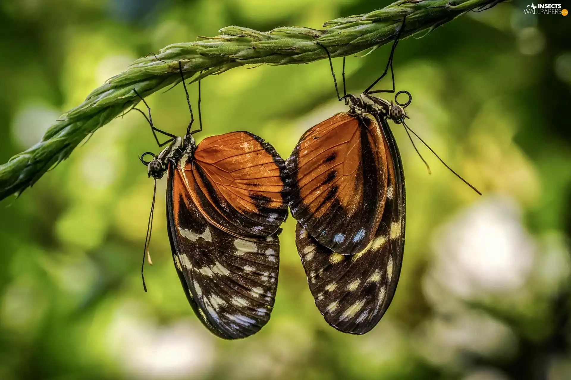 plant, Two cars, butterflies