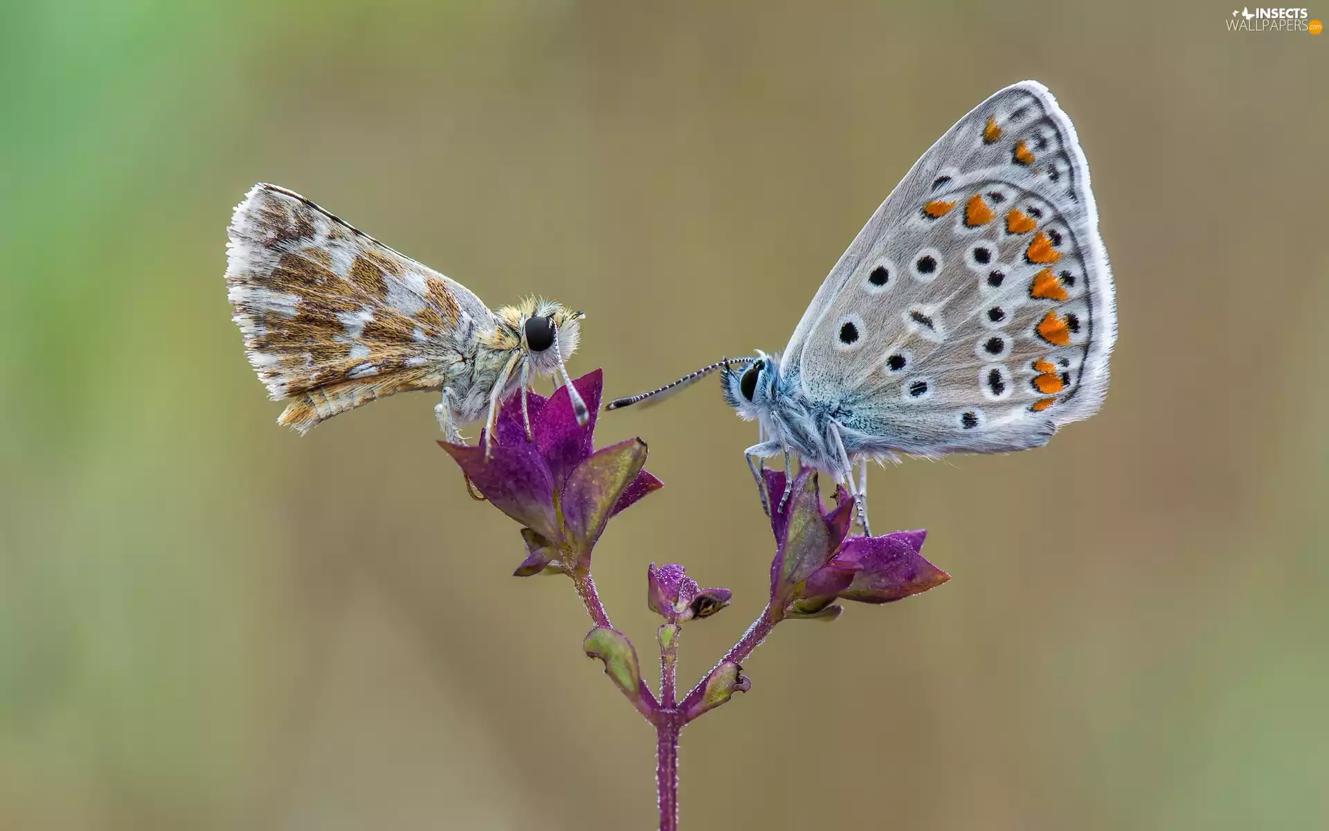 rapprochement, Two cars, butterflies