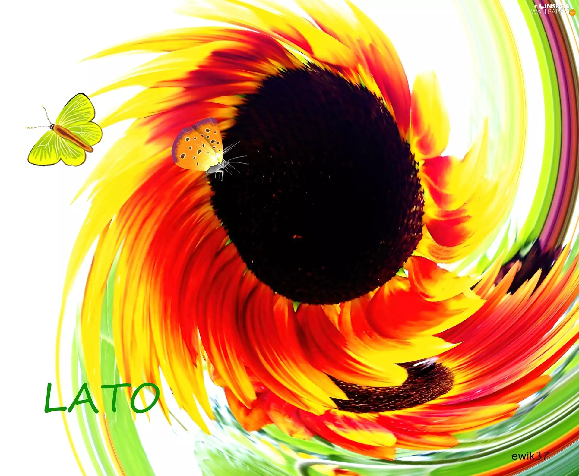 colors, butterflies, summer, fuzzy, Sunflower