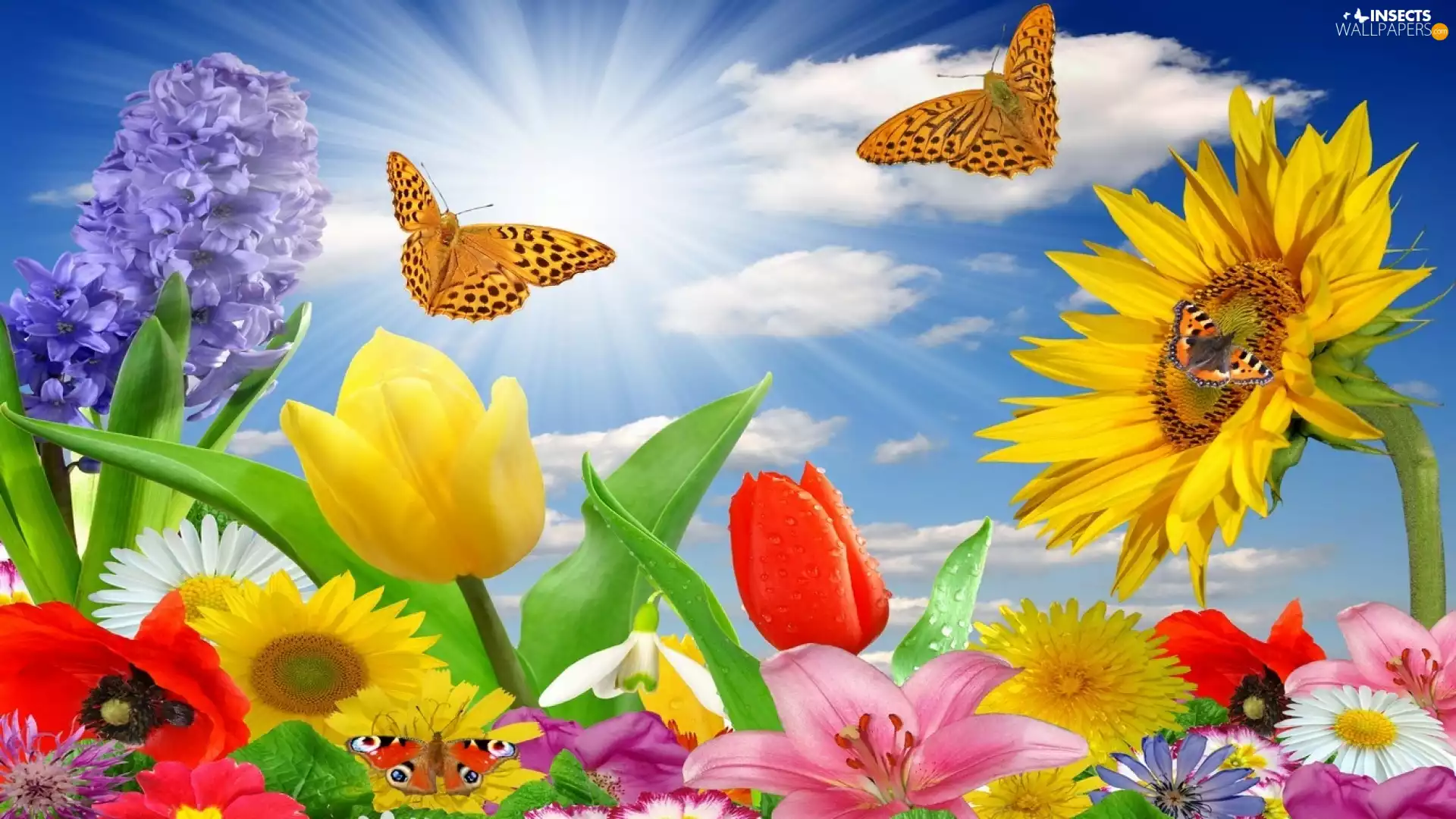 Flowers, butterflies, sun, color, rays