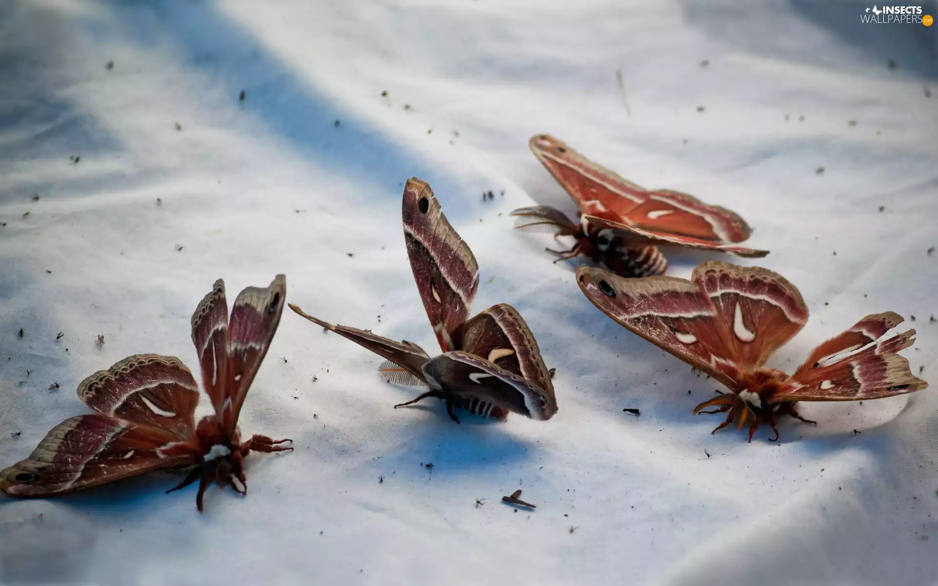 butterflies, textile