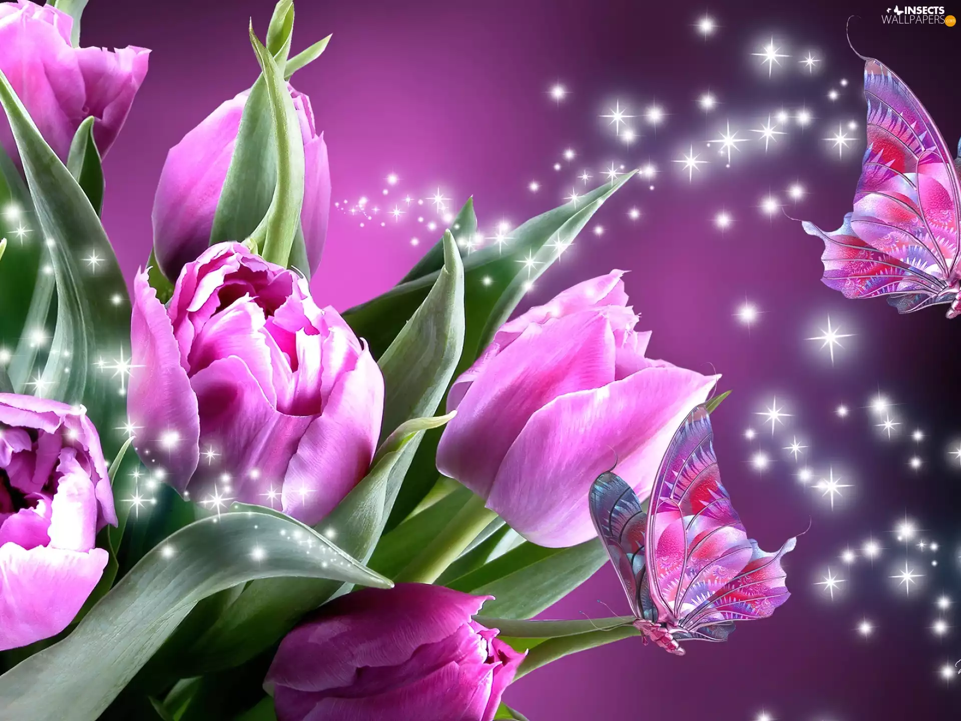 butterflies, Pink, Tulips