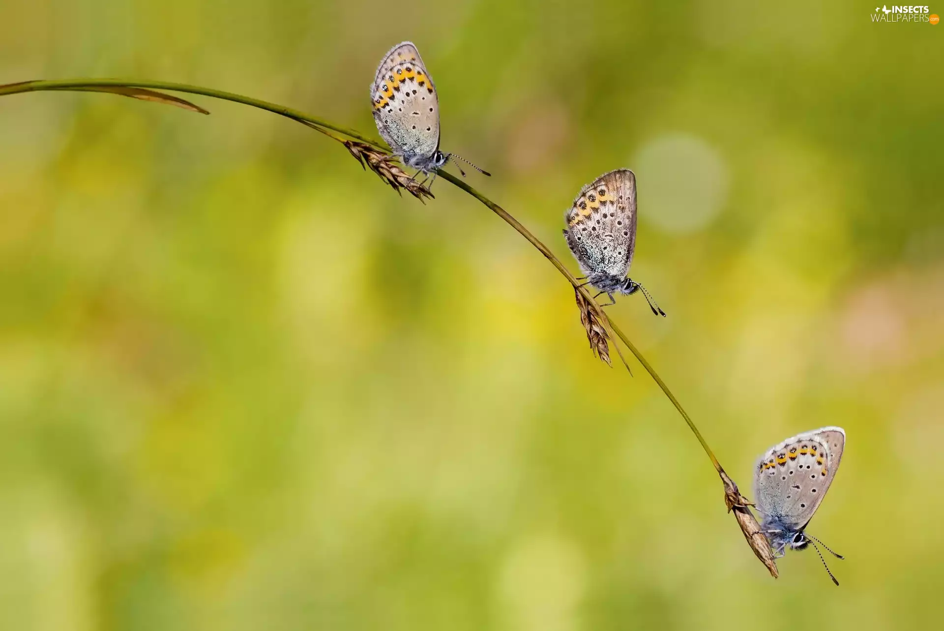 butterflies, twig