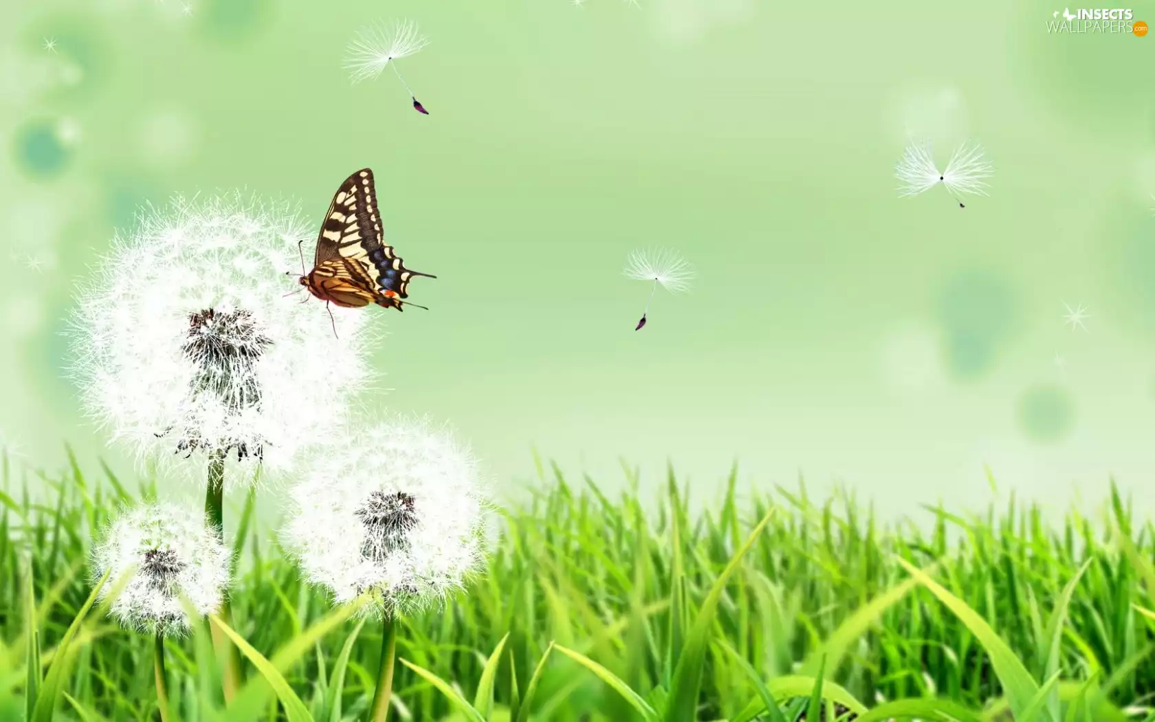 2D Graphics, dandelions, butterfly