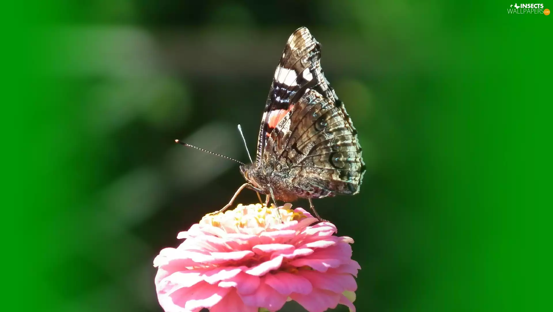 butterfly, Mermaid Admiral