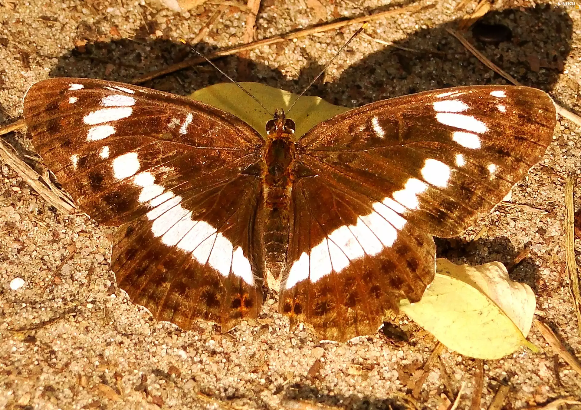butterfly, White Admiral