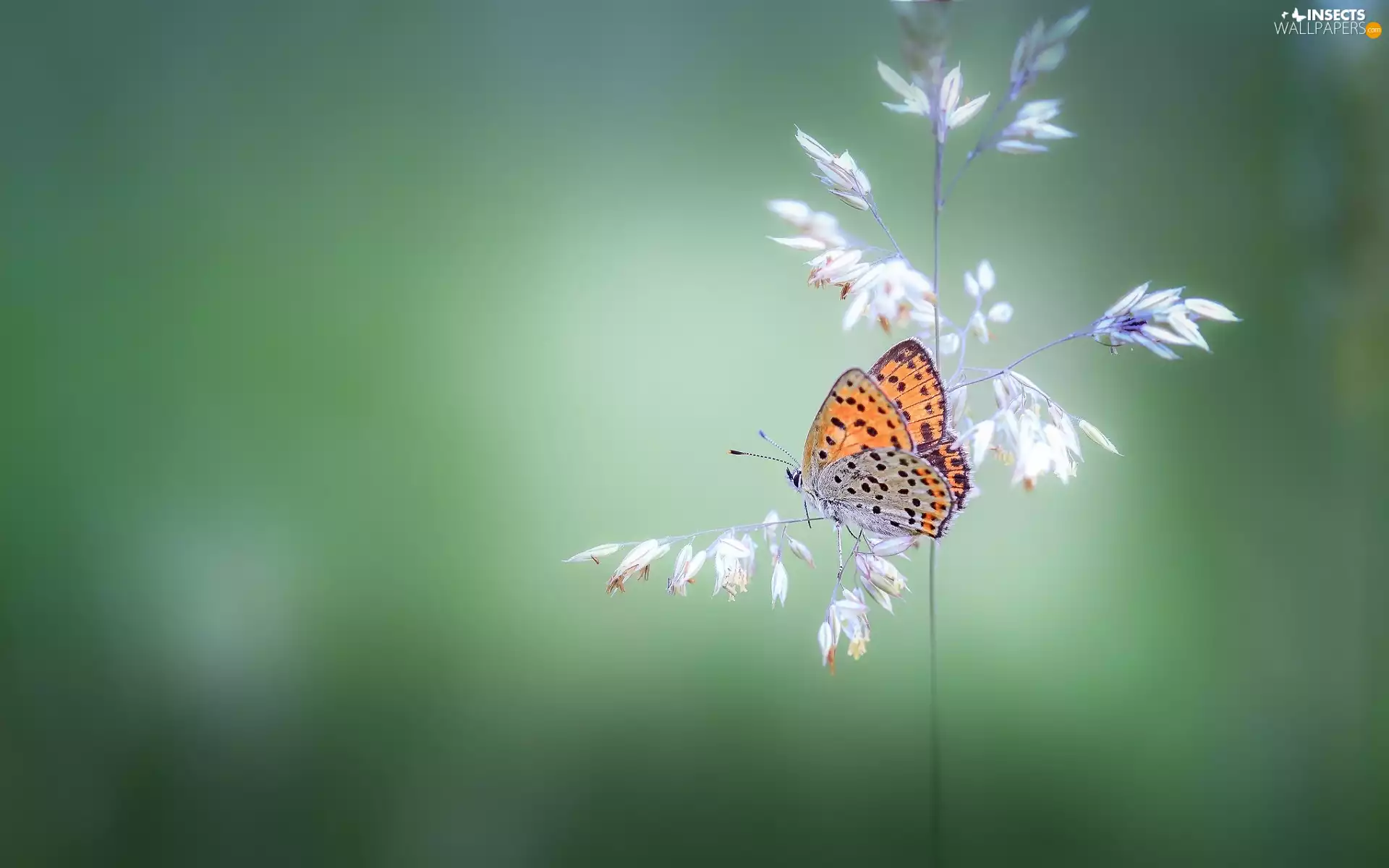 stalk, butterfly, American Copper, grass