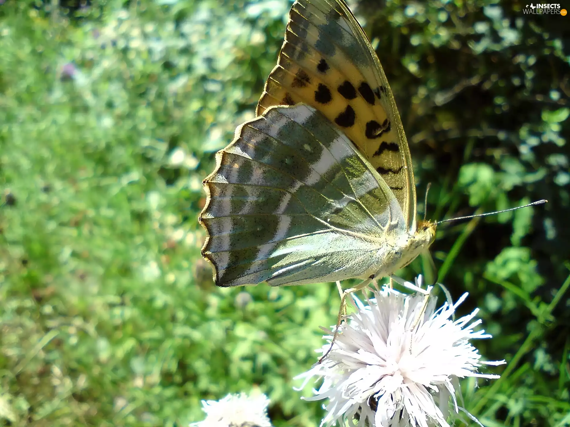 butterfly, argynnis