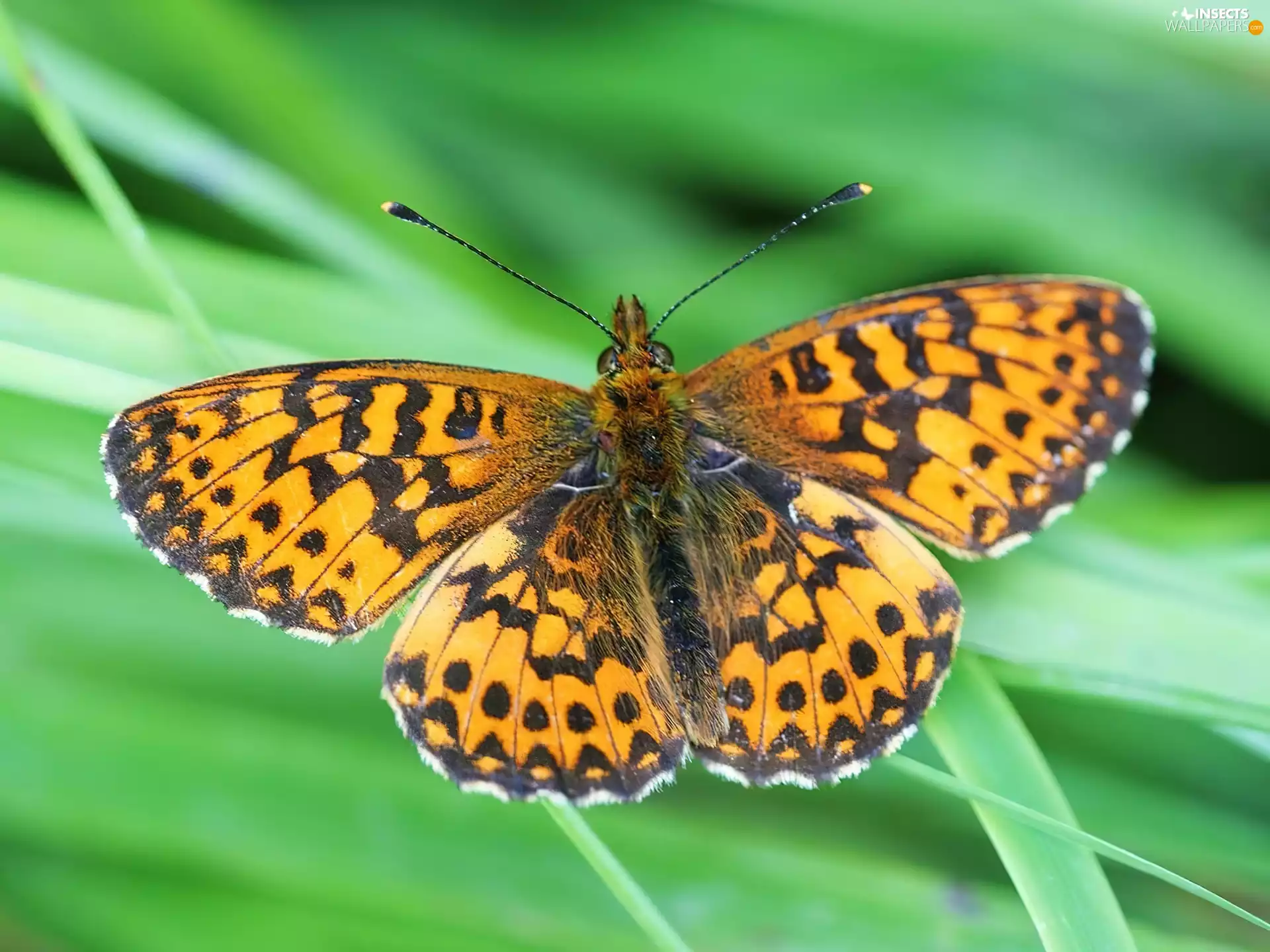 butterfly, Selene argynnis