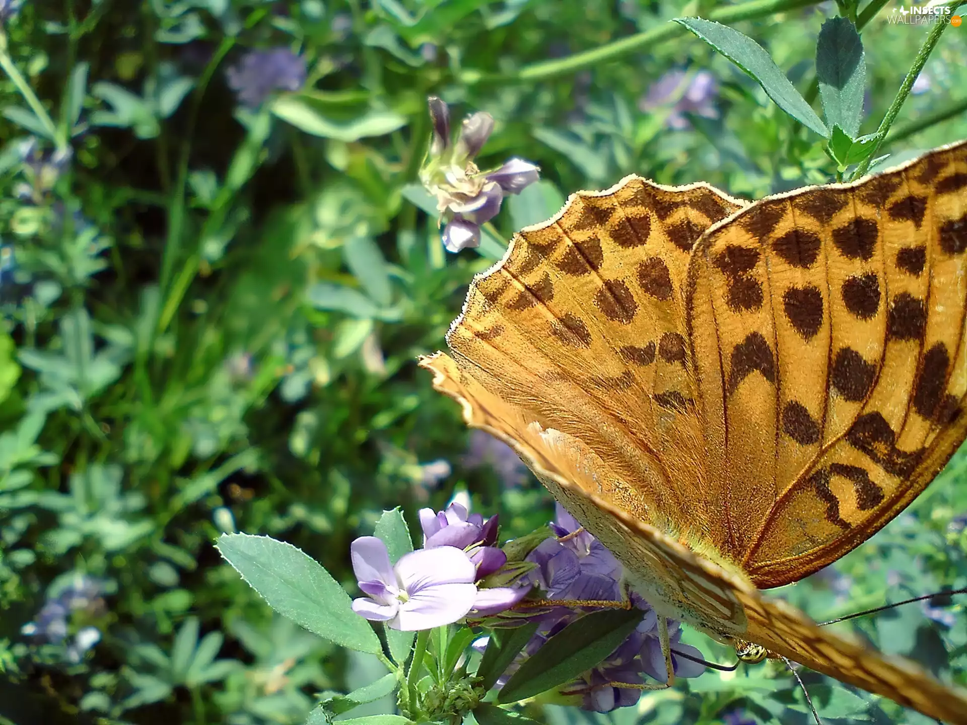 butterfly, argynnis