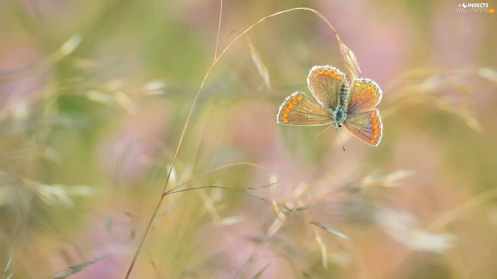Aricia Agestis, plant, butterfly