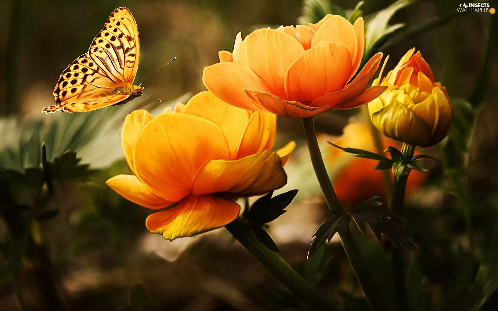 Orange, butterfly, Art, Colourfull Flowers