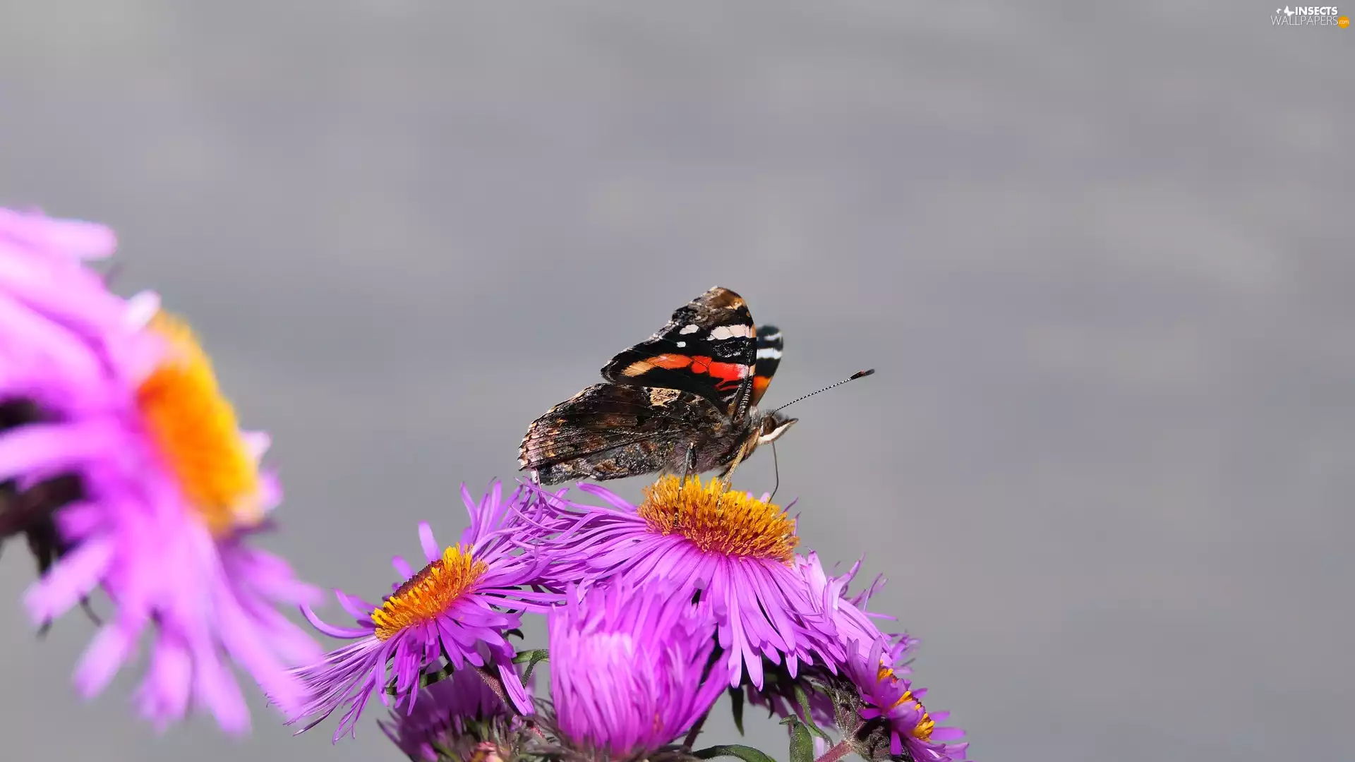 Aster, Mermaid Admiral, butterfly