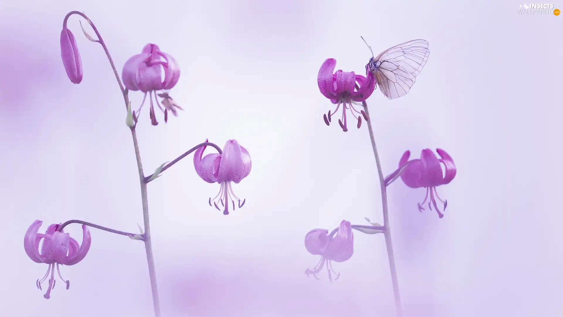 lilies, blurry background, Black-veined White, Flowers, butterfly