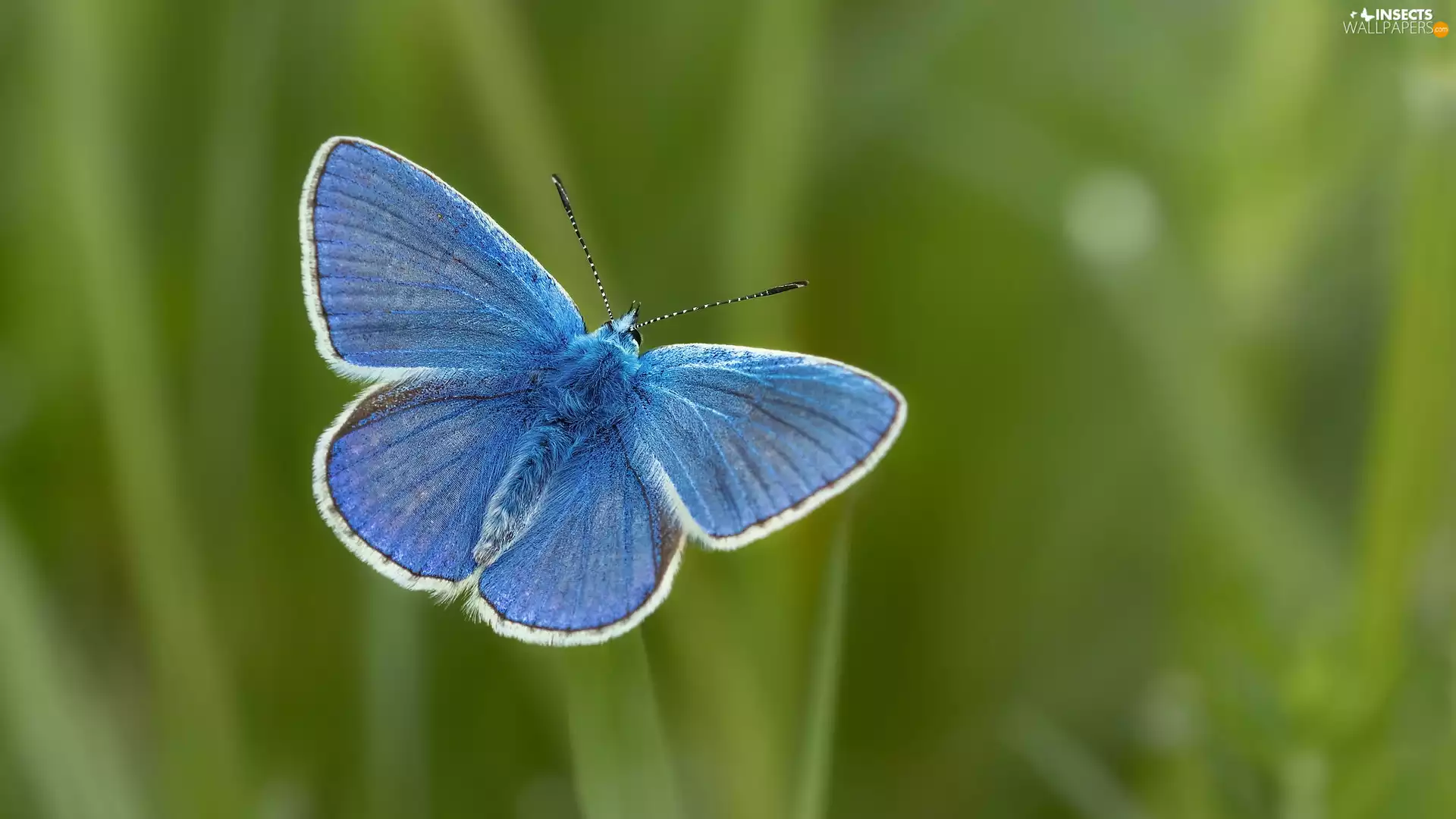 green ones, background, butterfly, Dusky Icarus, blue