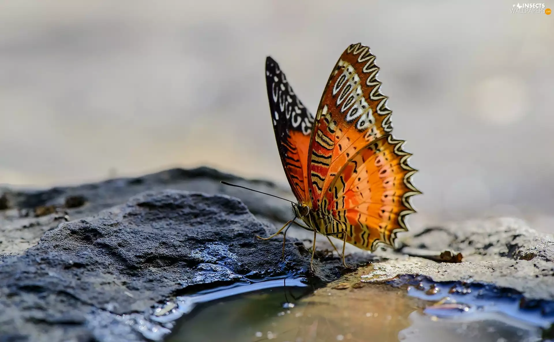 butterfly, background
