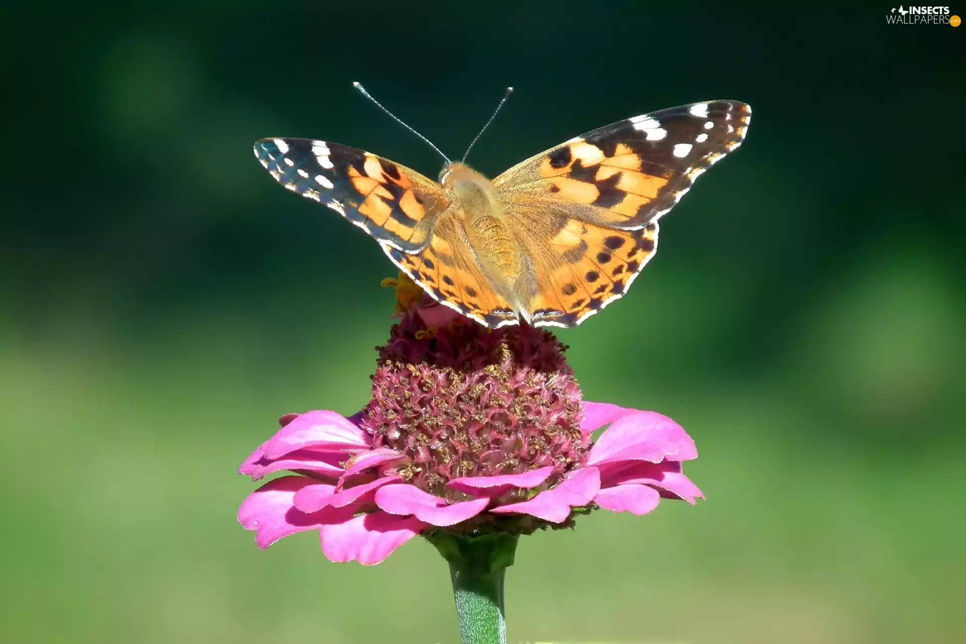 Beatyfull, undine, Cardui, butterfly