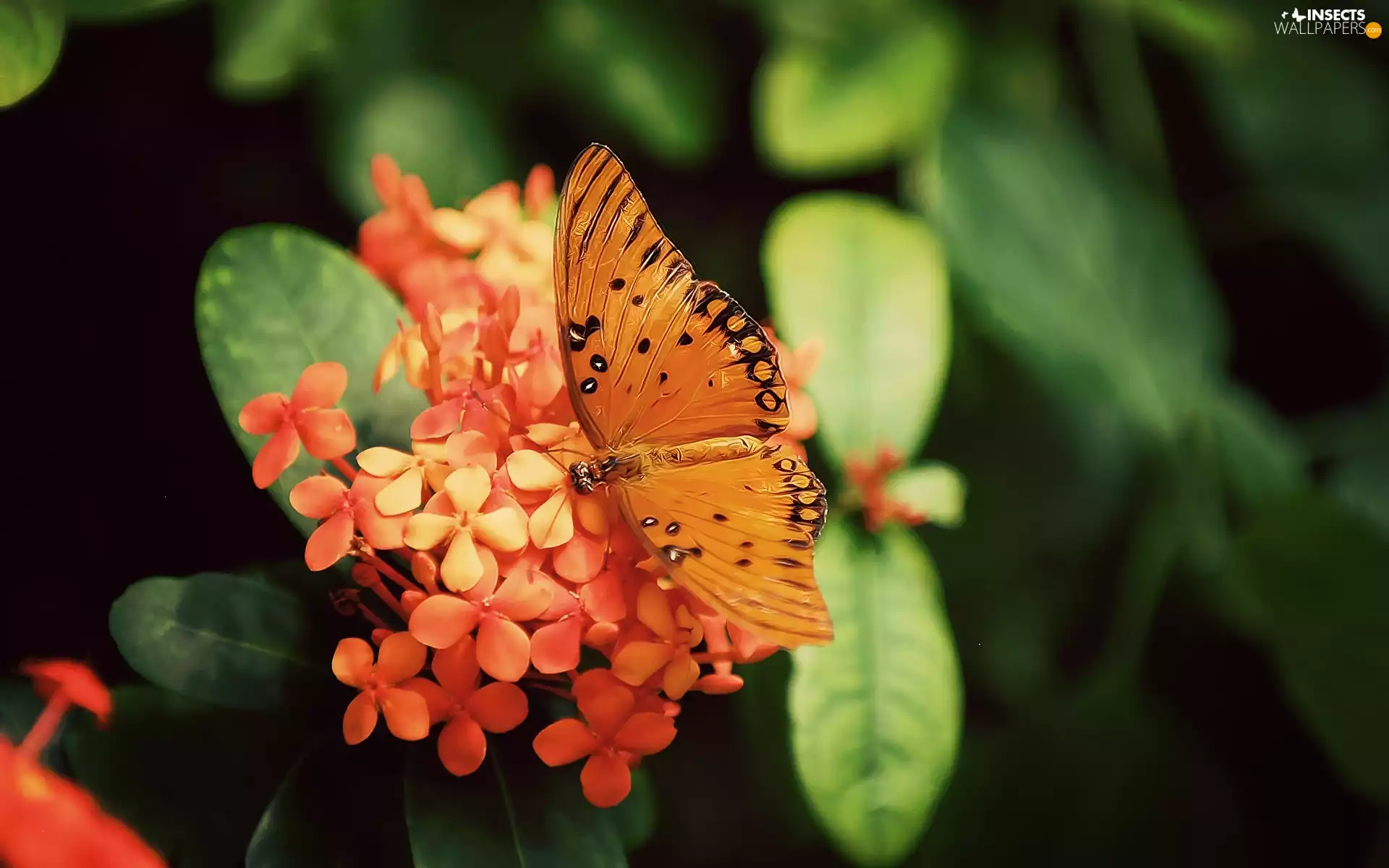 Beatyfull, Orange, flowers, butterfly