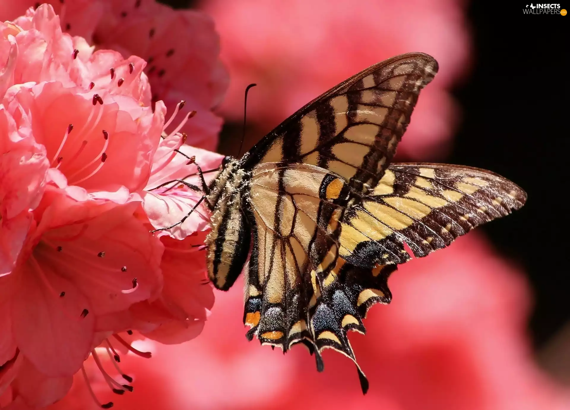 Beatyfull, Pink, Flowers, butterfly