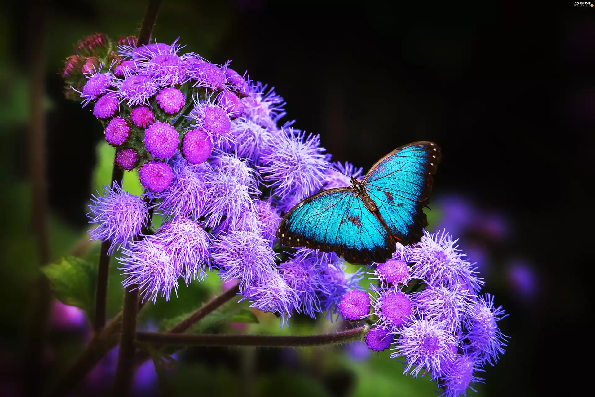 Beatyfull, purple, Flowers, butterfly