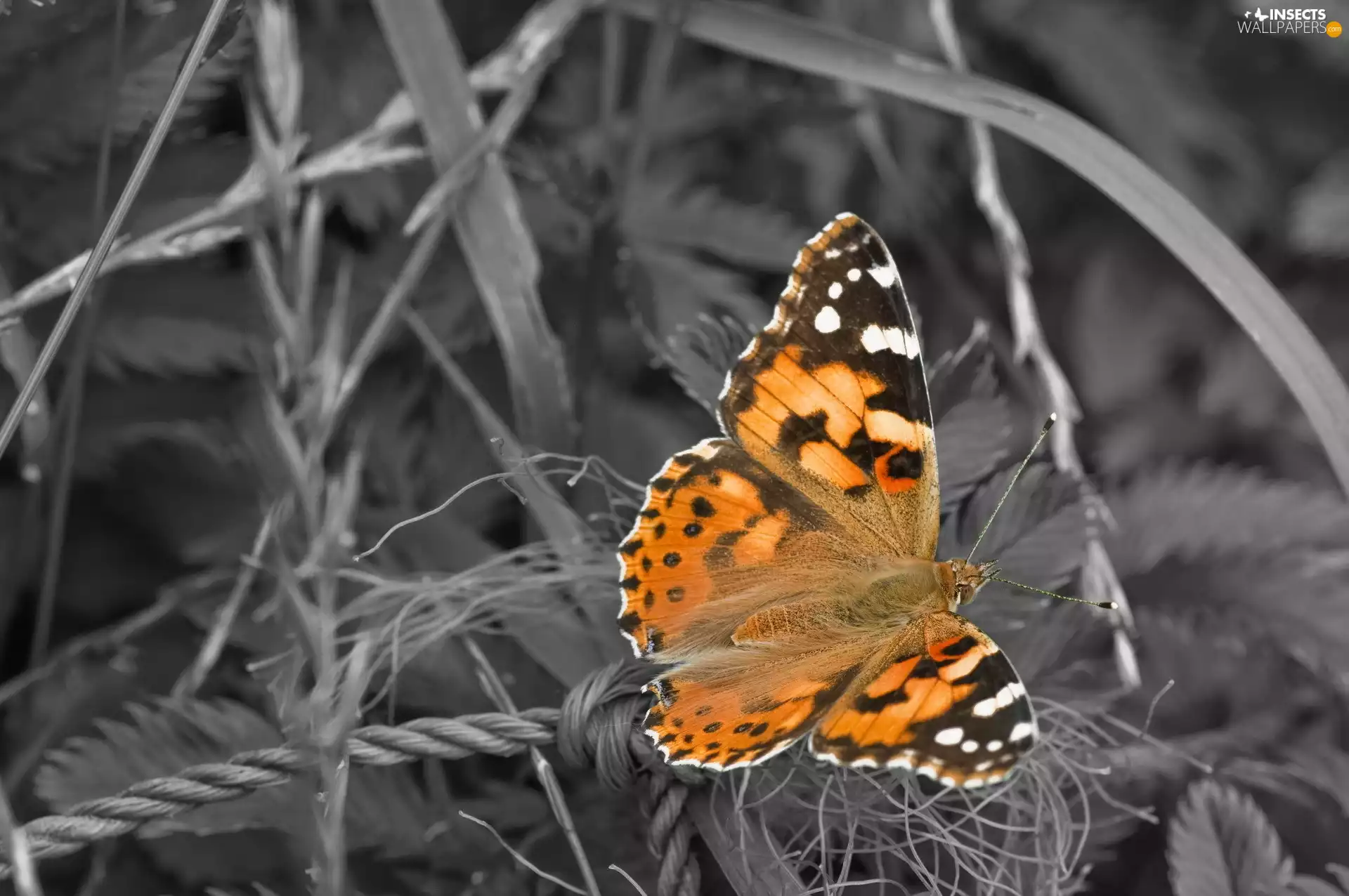 Beatyfull, grass, forest, butterfly
