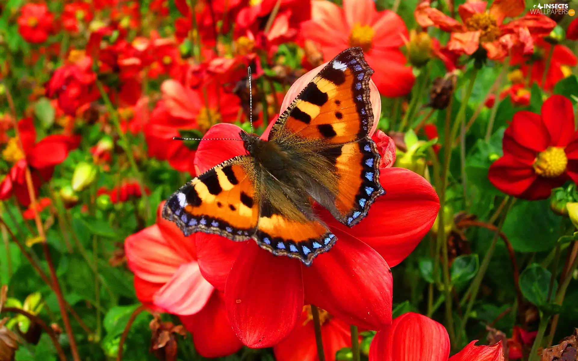 Beatyfull, Flowers, Garden, butterfly