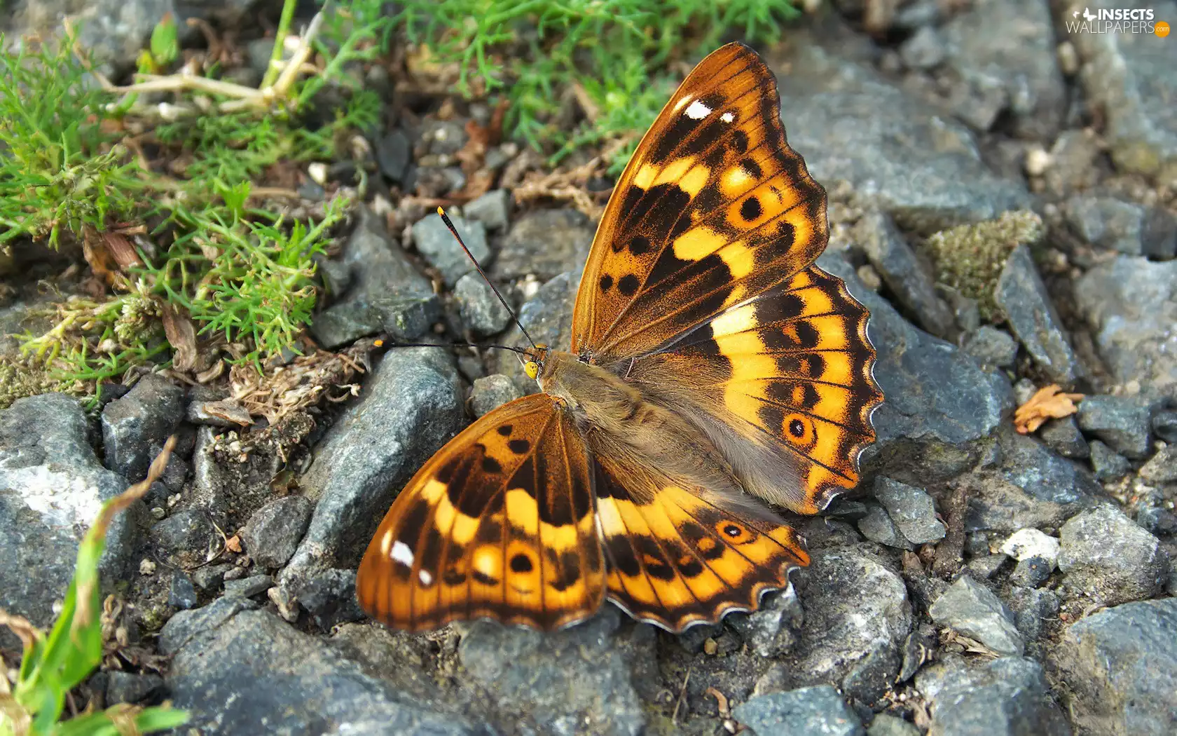 Beatyfull, Stones, VEGETATION, butterfly