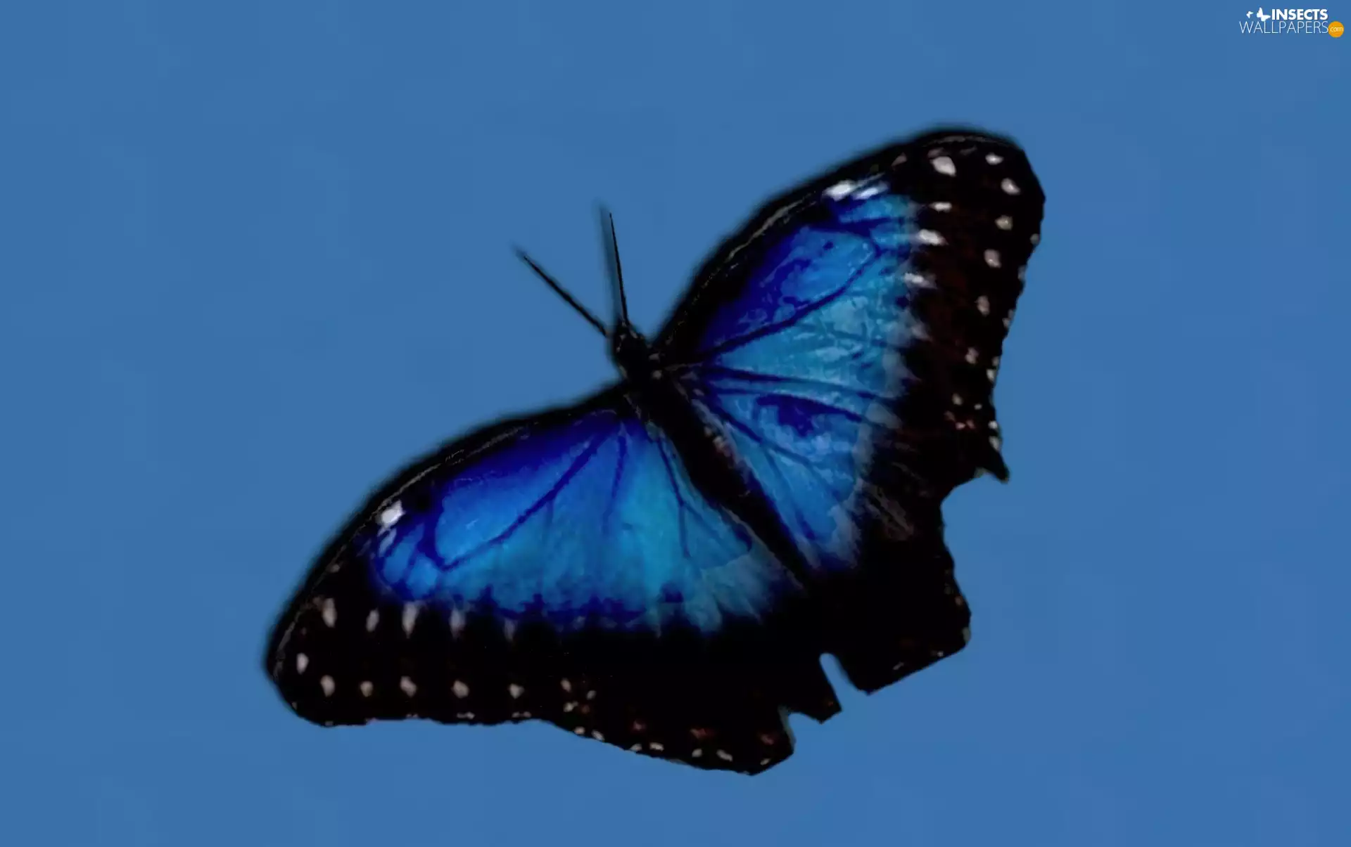 butterfly, blue, Black