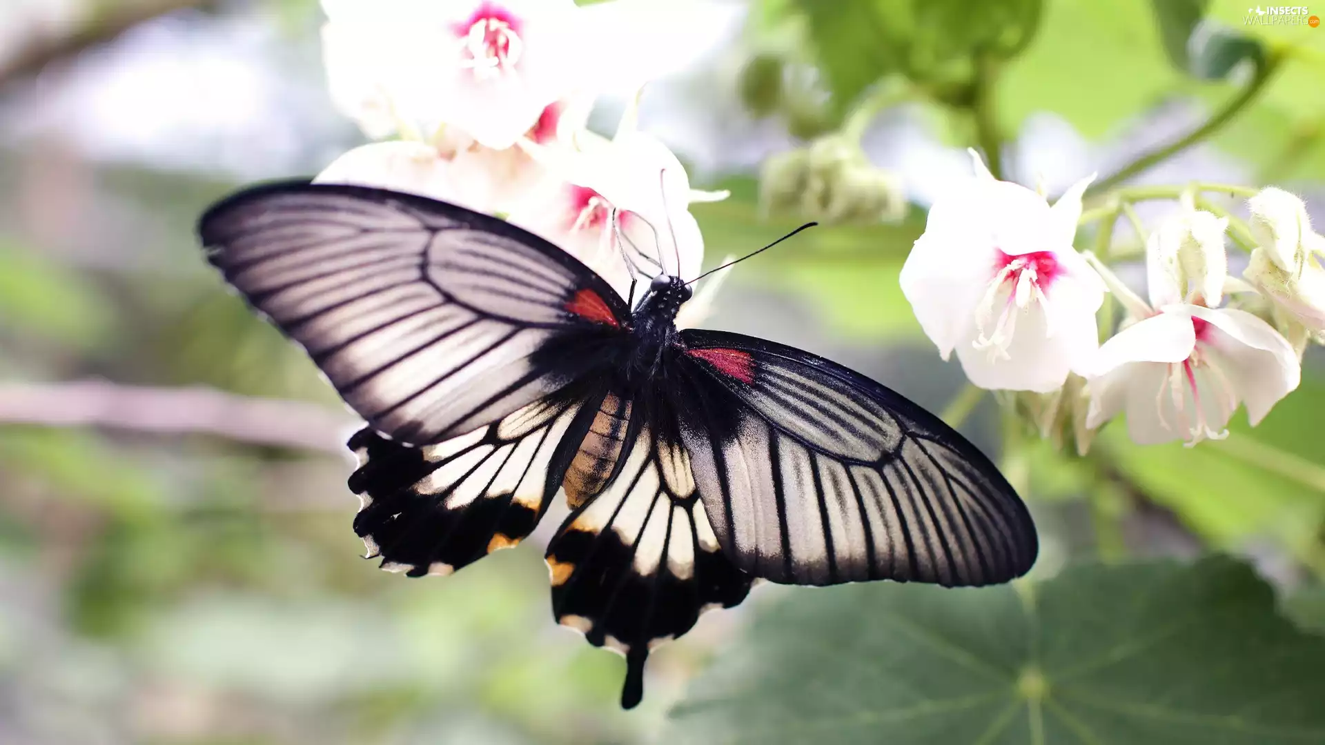 Black, White, Flowers, butterfly