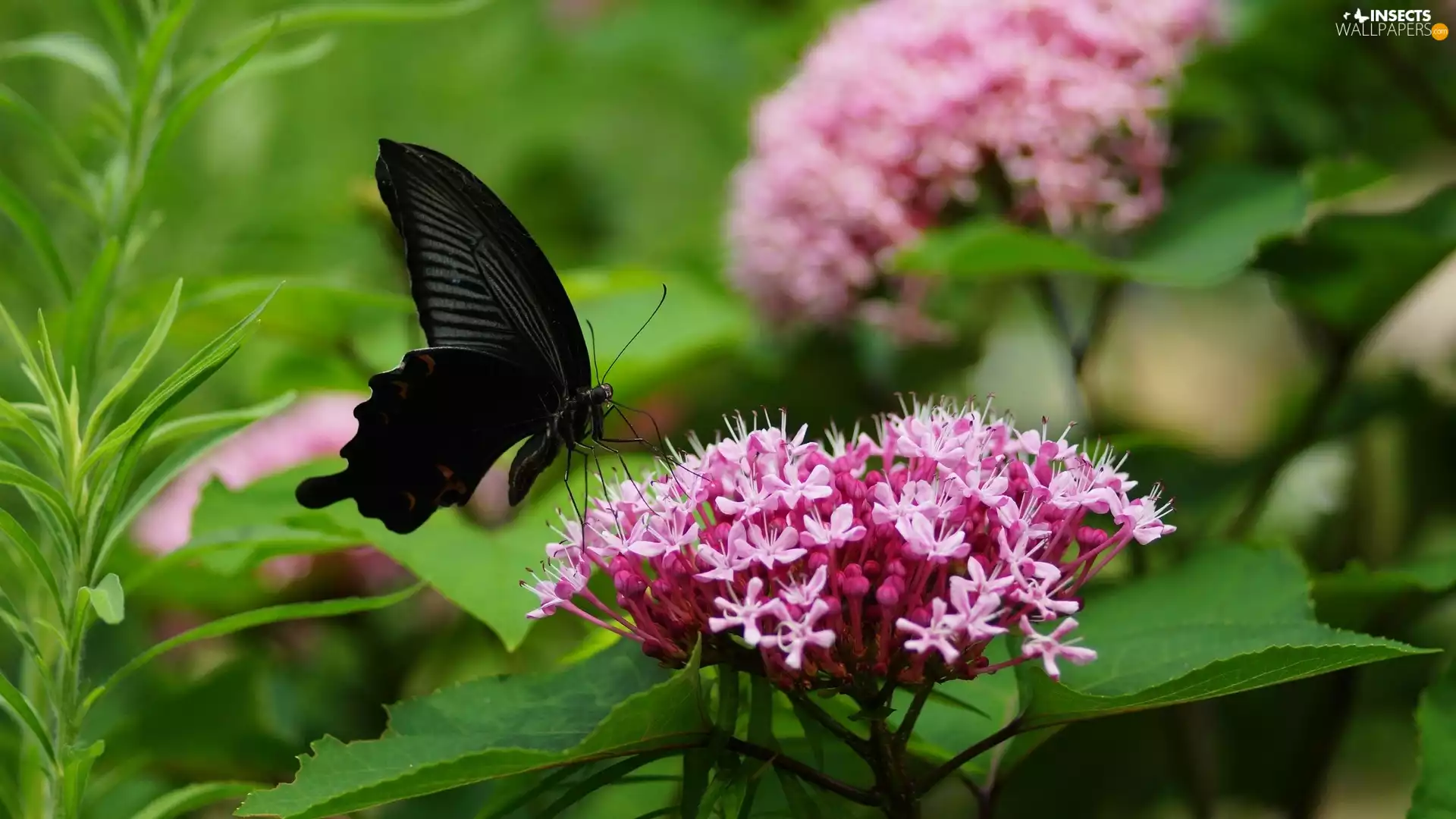 Colourfull Flowers, Spiraea, butterfly, Pink, Black