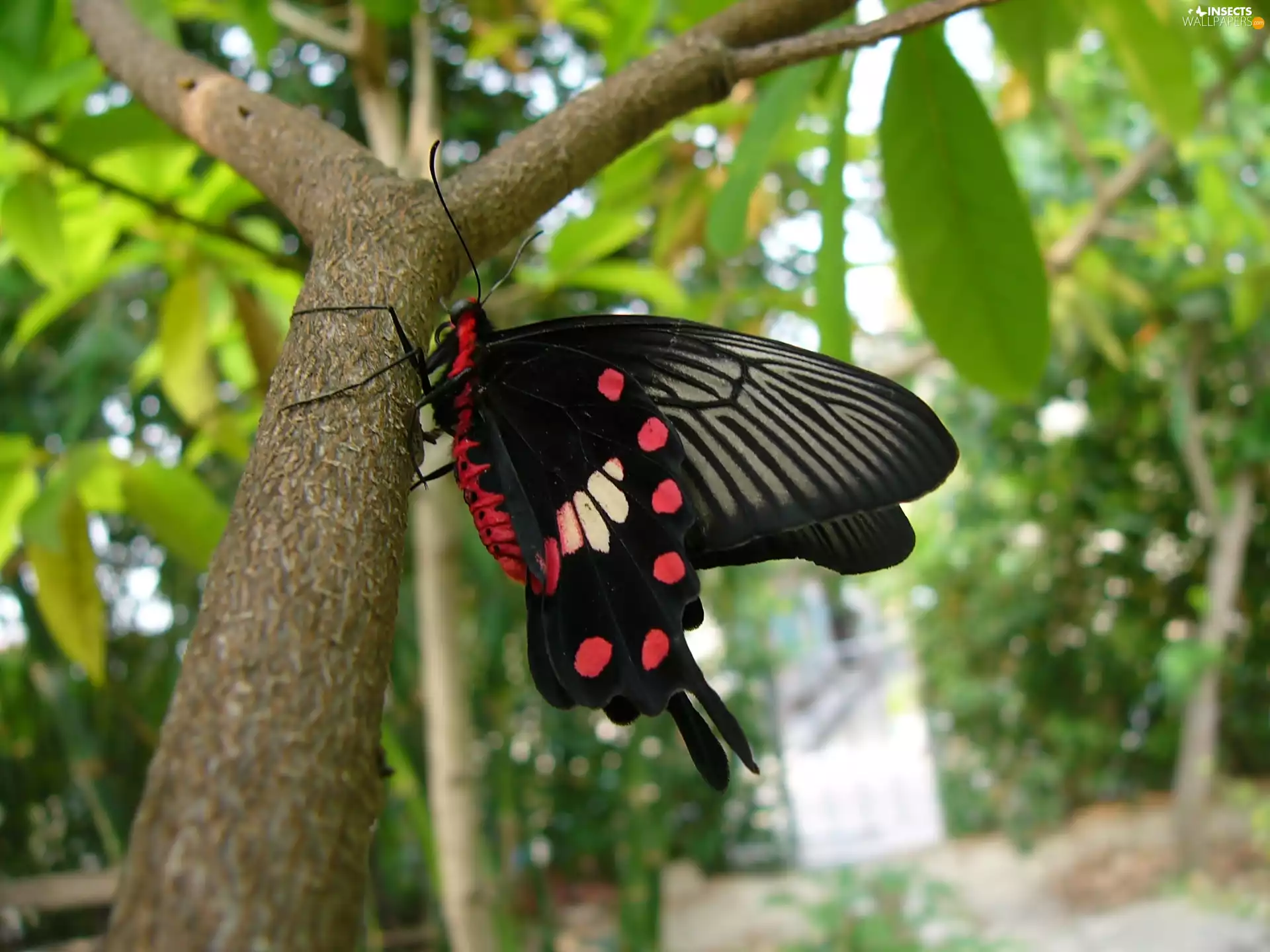 Black, Red, Spots, butterfly