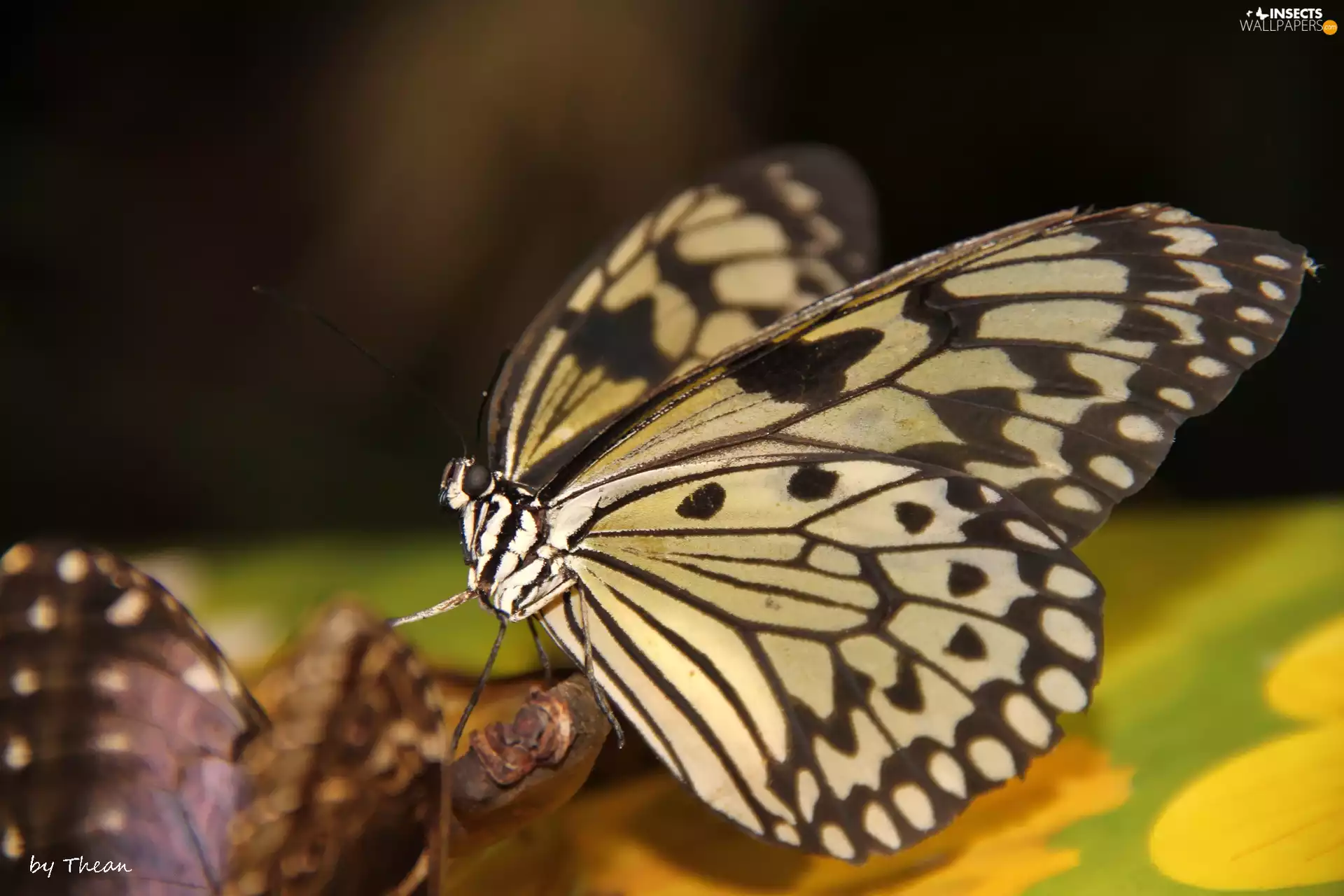 butterfly, White, Black