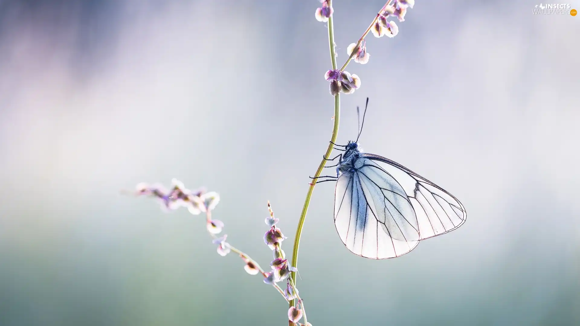 blur, butterfly, Black-veined White