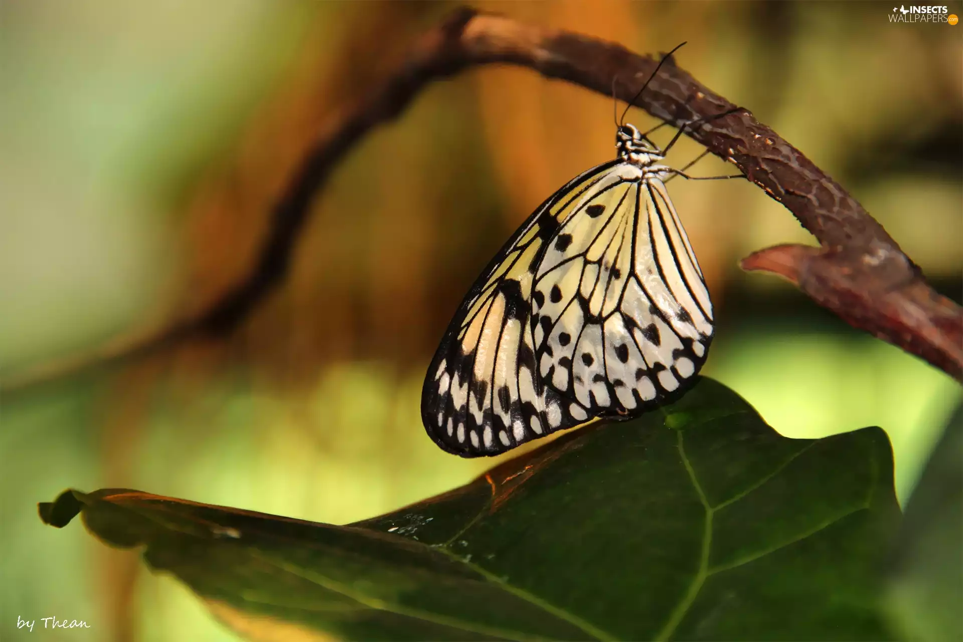 butterfly, white, Black