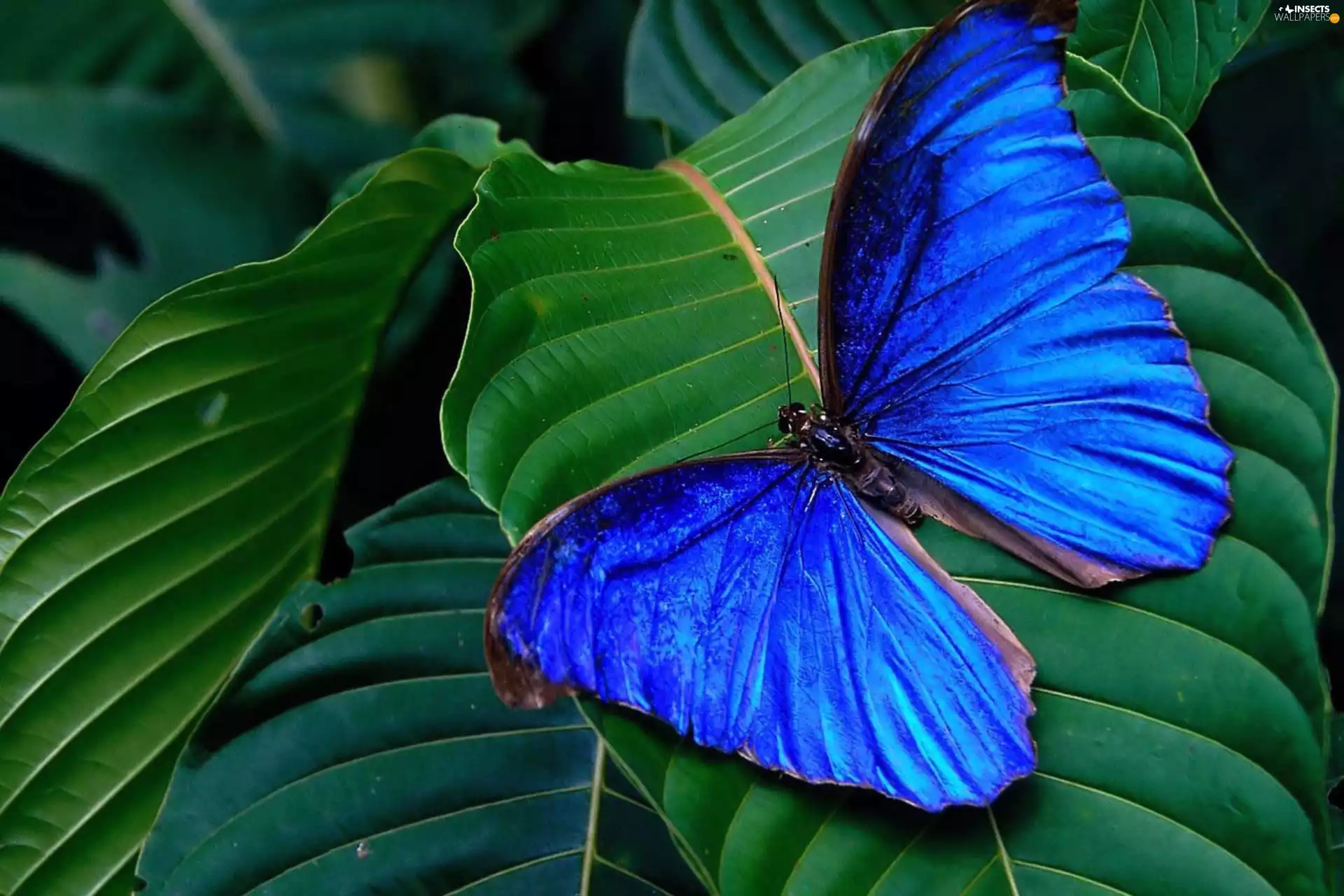 butterfly, blue