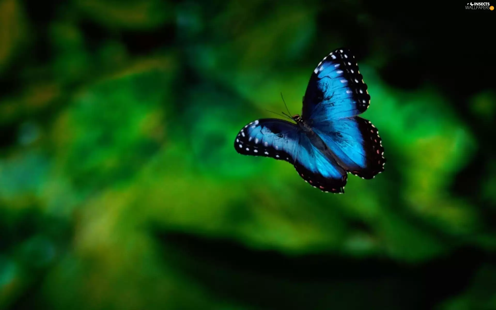 butterfly, blue