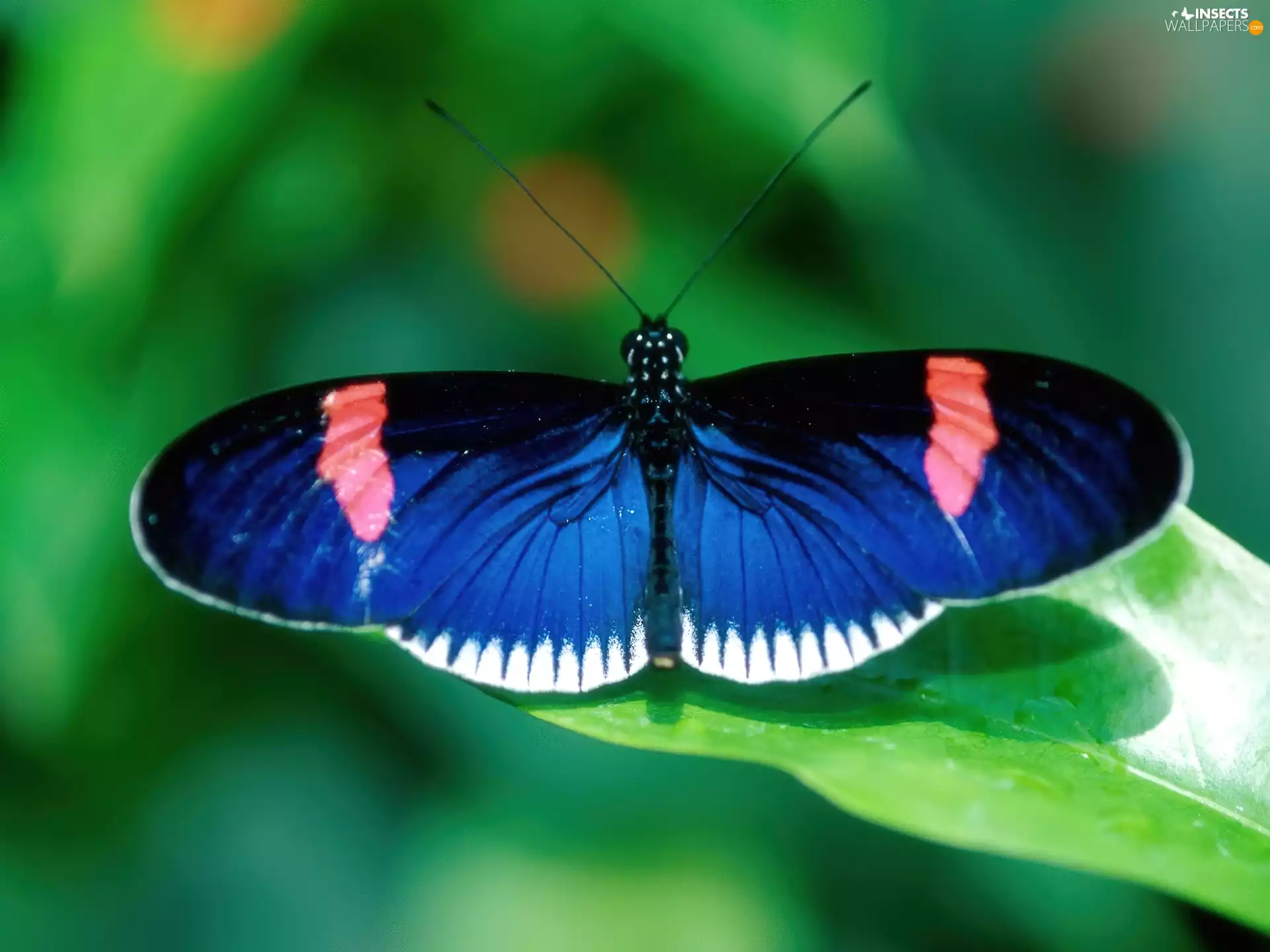 butterfly, blue